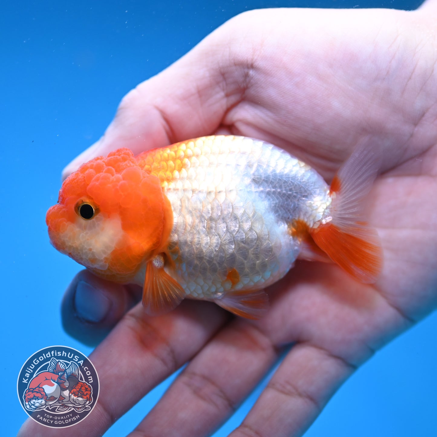 Juvenile Red White Ranchu 3 inch Body (260109_RC08)