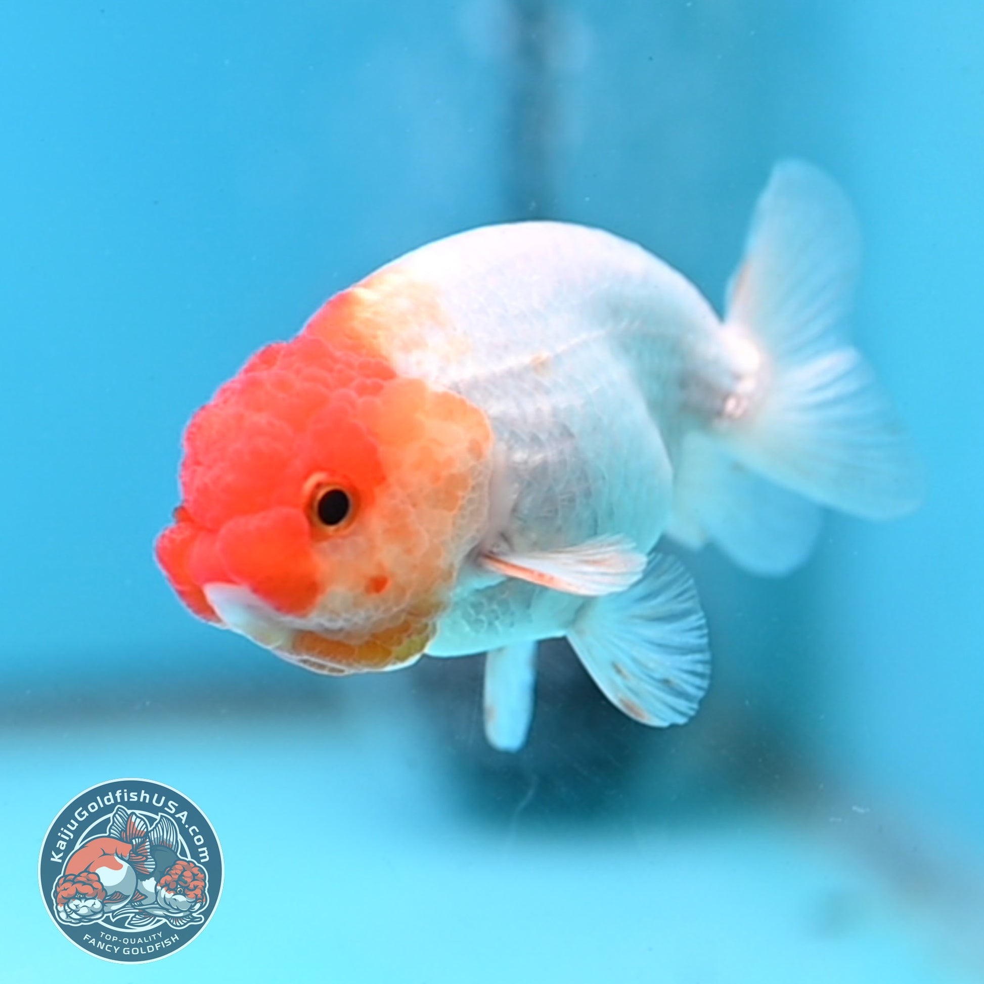 Juvenile Red White Ranchu 3 inch Body (260109_RC09)