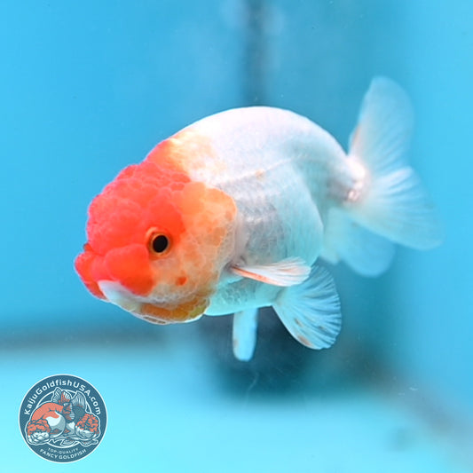 Juvenile Red White Ranchu 3 inch Body (260109_RC09)