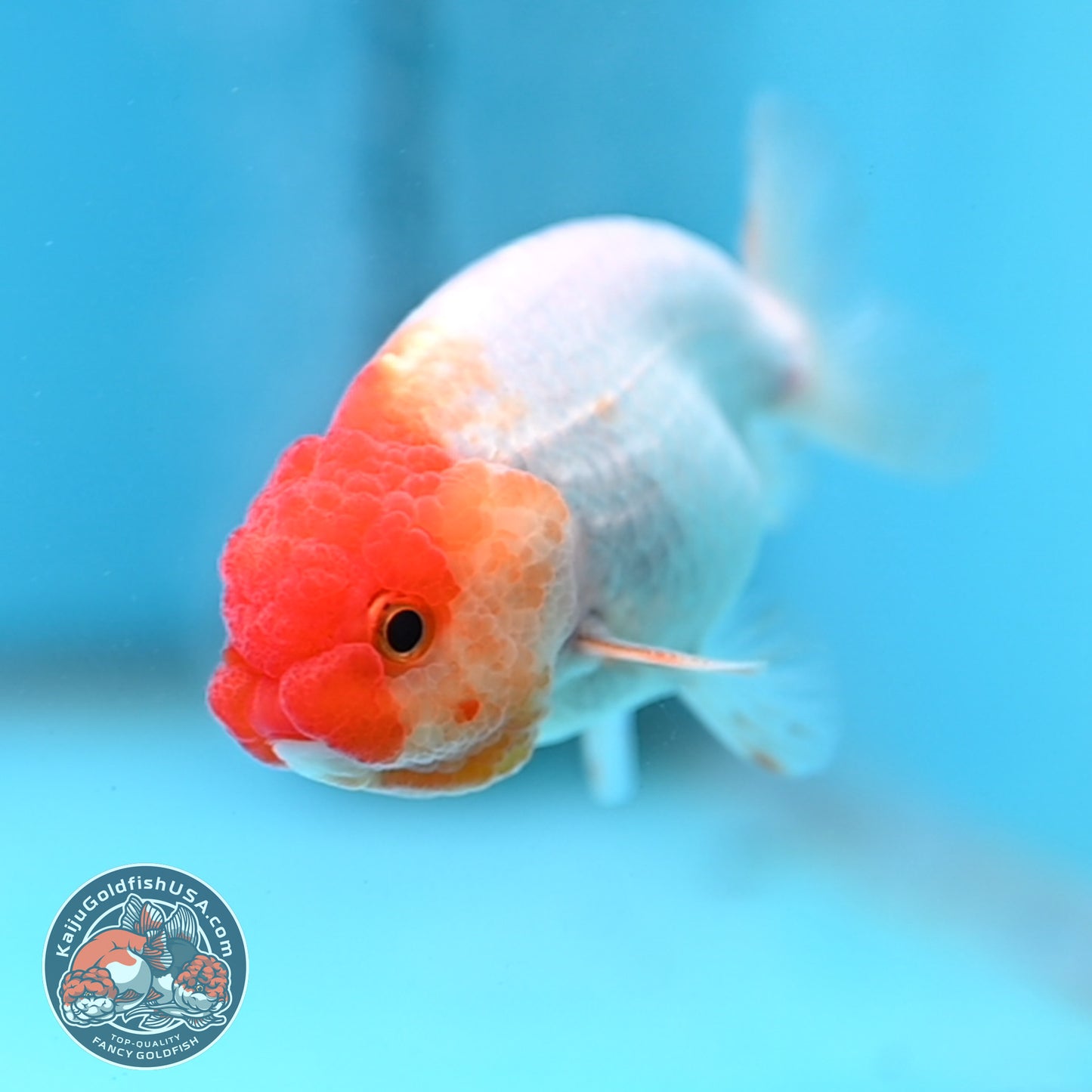 Juvenile Red White Ranchu 3 inch Body (260109_RC09)