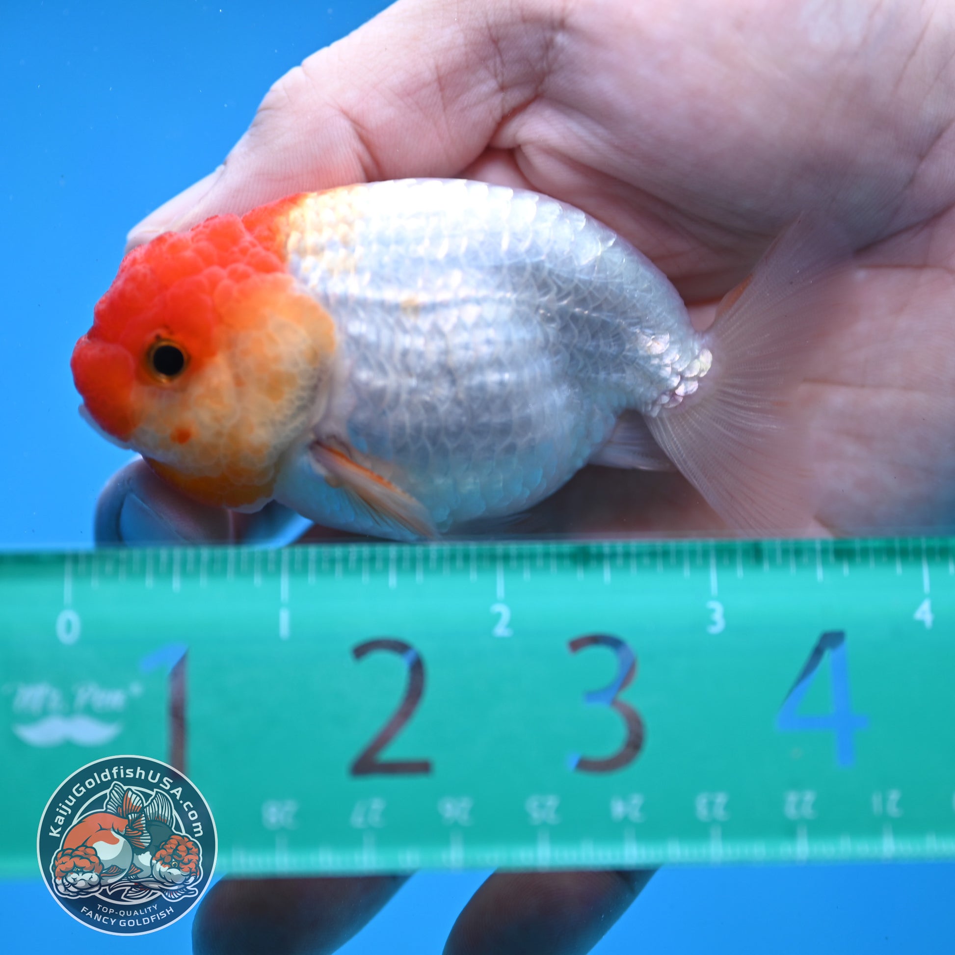 Juvenile Red White Ranchu 3 inch Body (260109_RC09)