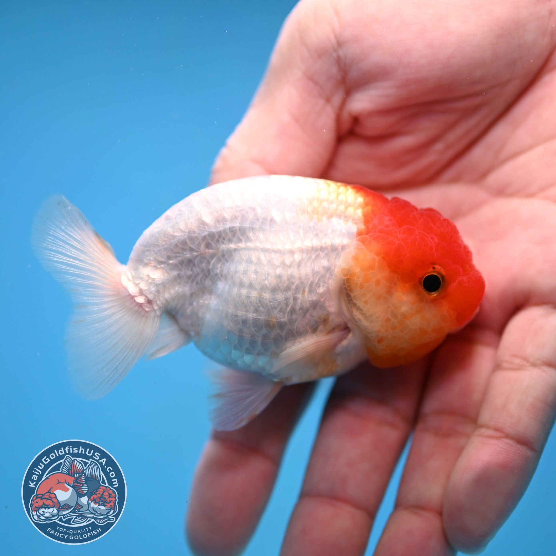 Juvenile Red White Ranchu 3 inch Body (260109_RC09)