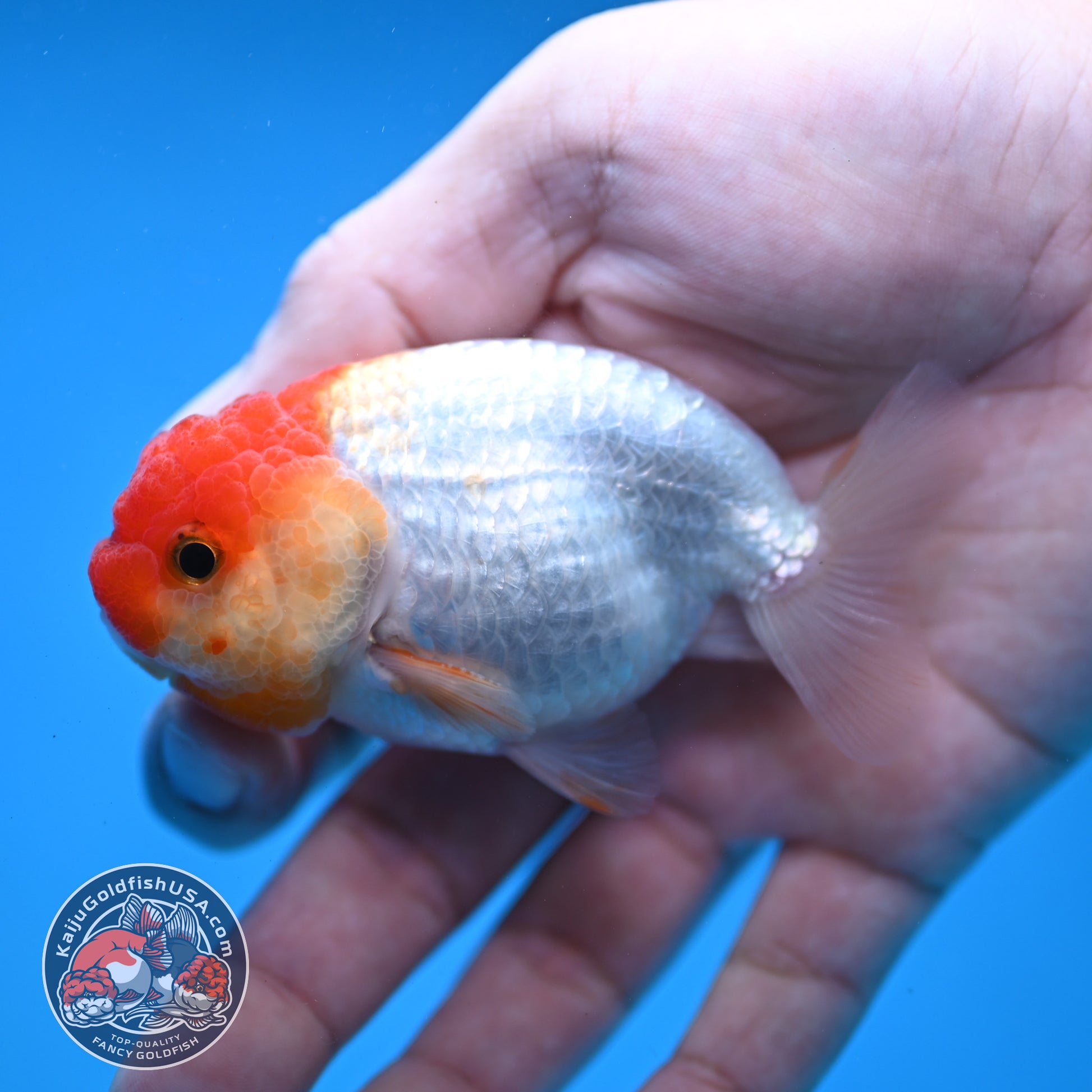 Juvenile Red White Ranchu 3 inch Body (260109_RC09)