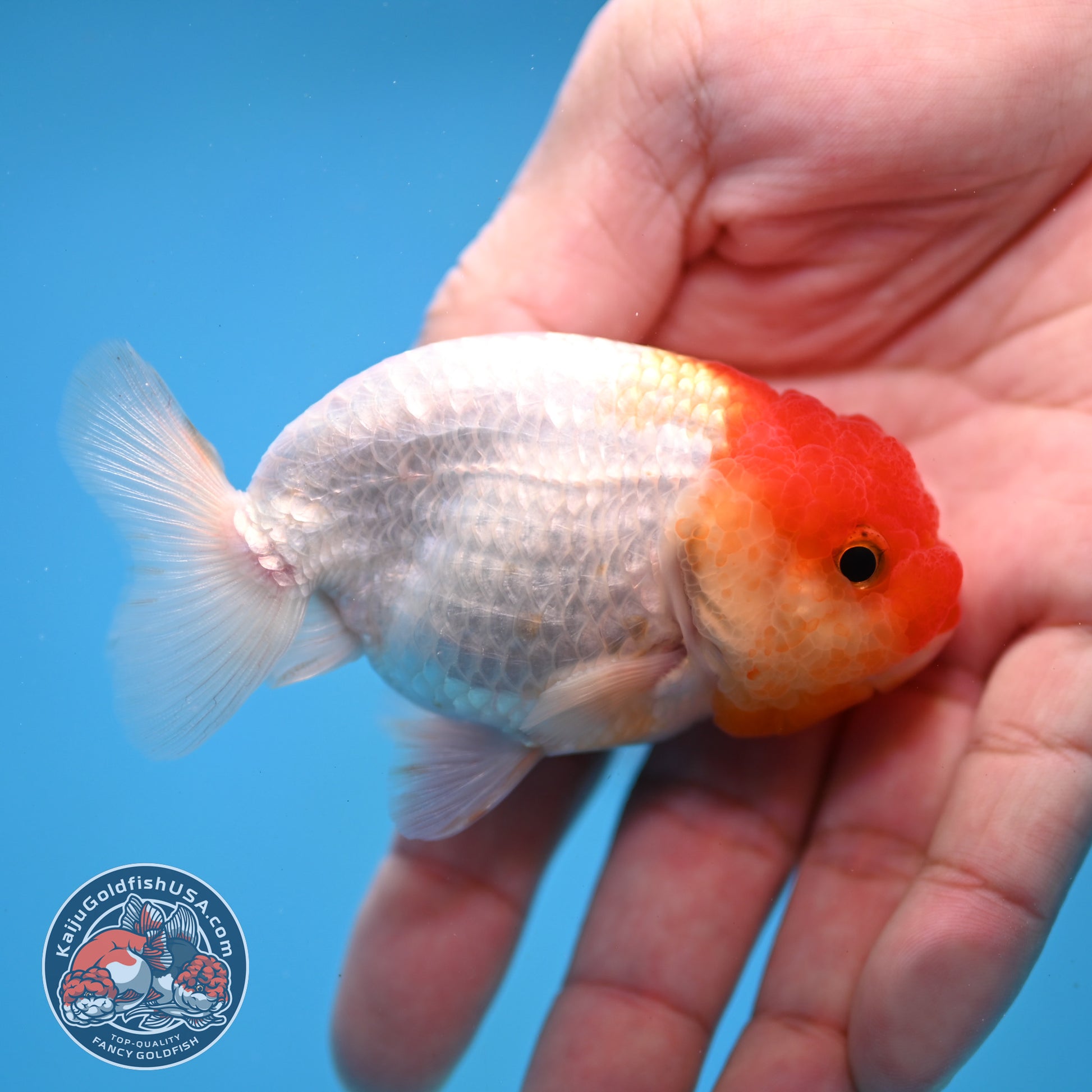 Juvenile Red White Ranchu 3 inch Body (260109_RC09)