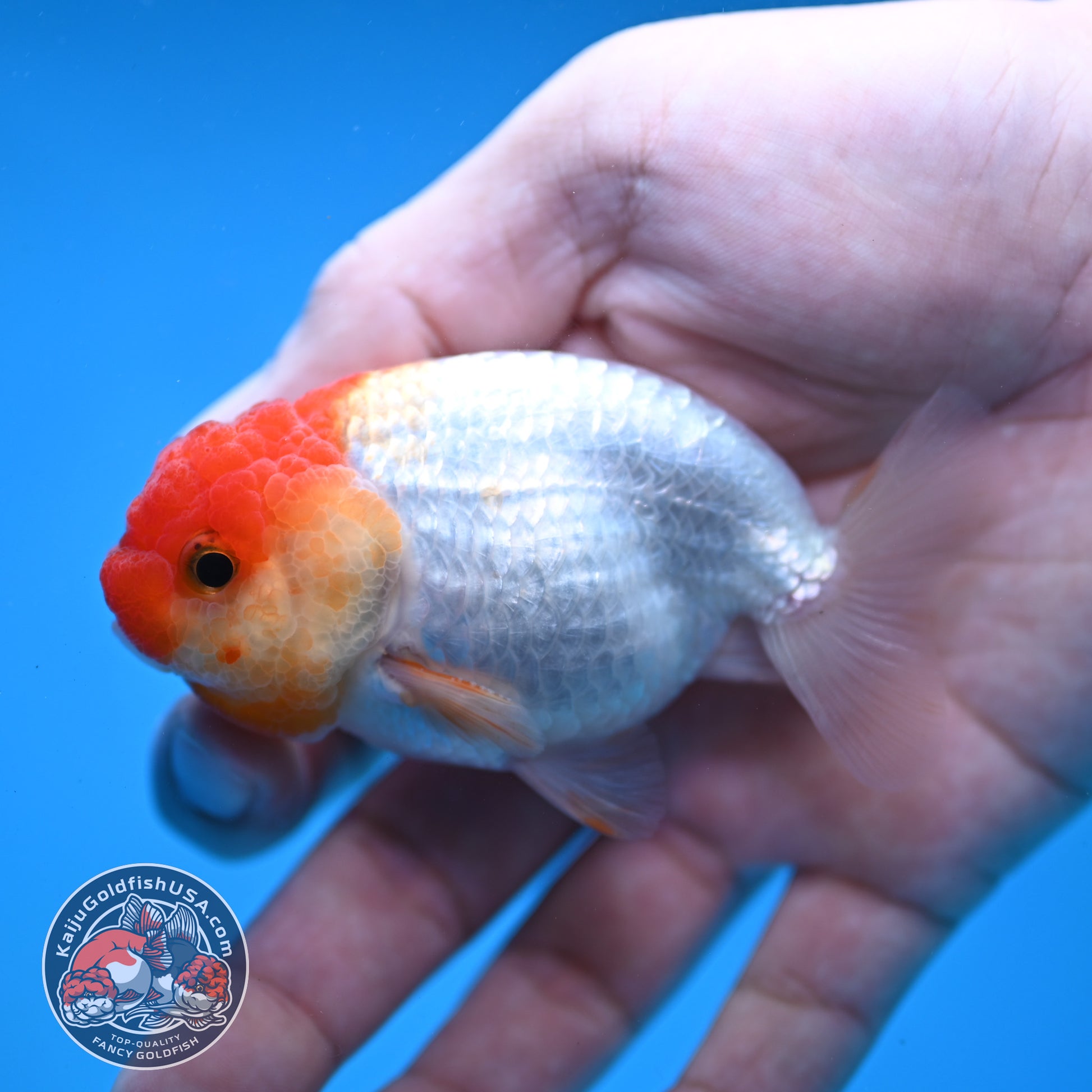 Juvenile Red White Ranchu 3 inch Body (260109_RC09)