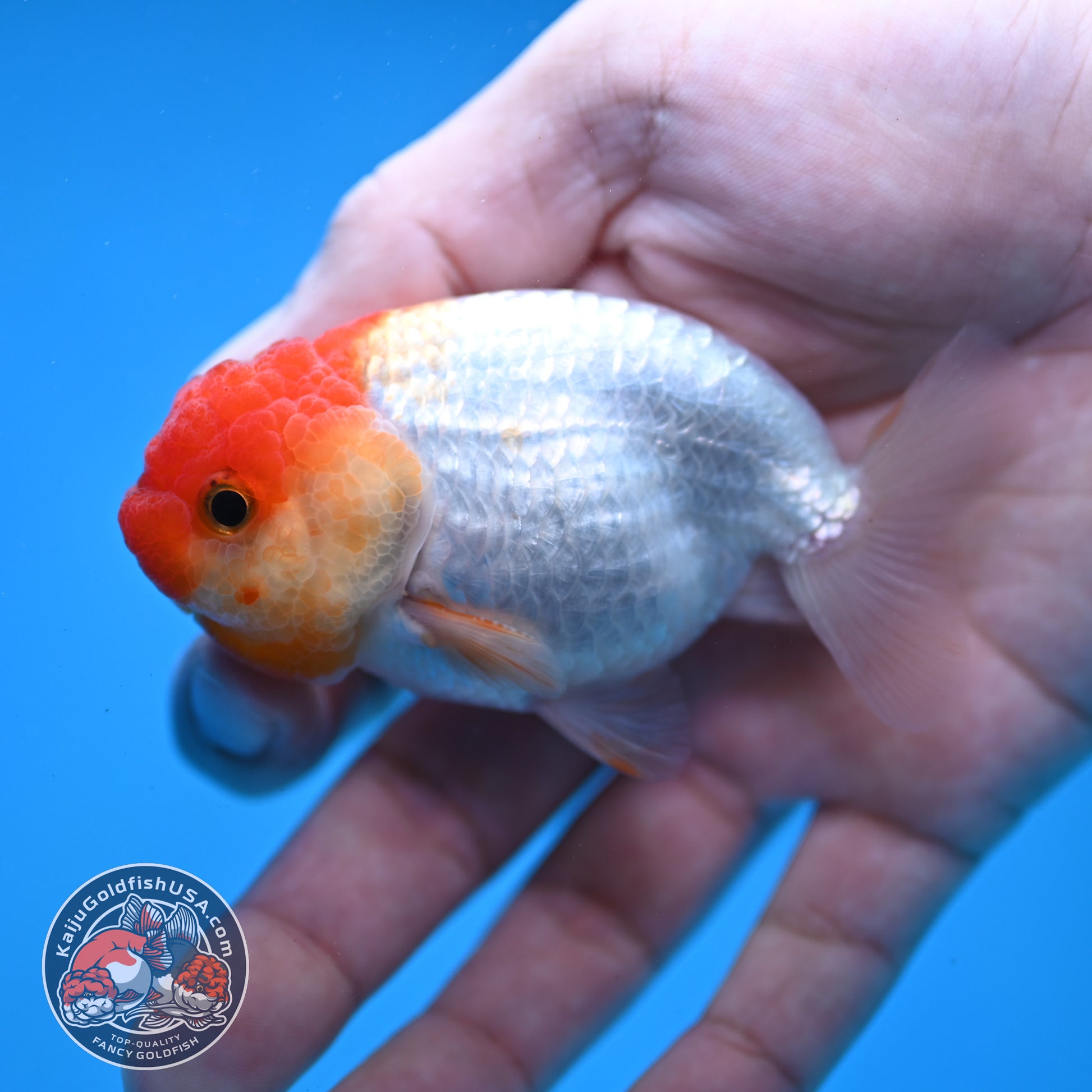 Juvenile Red White Ranchu 3 inch Body (260109_RC09)