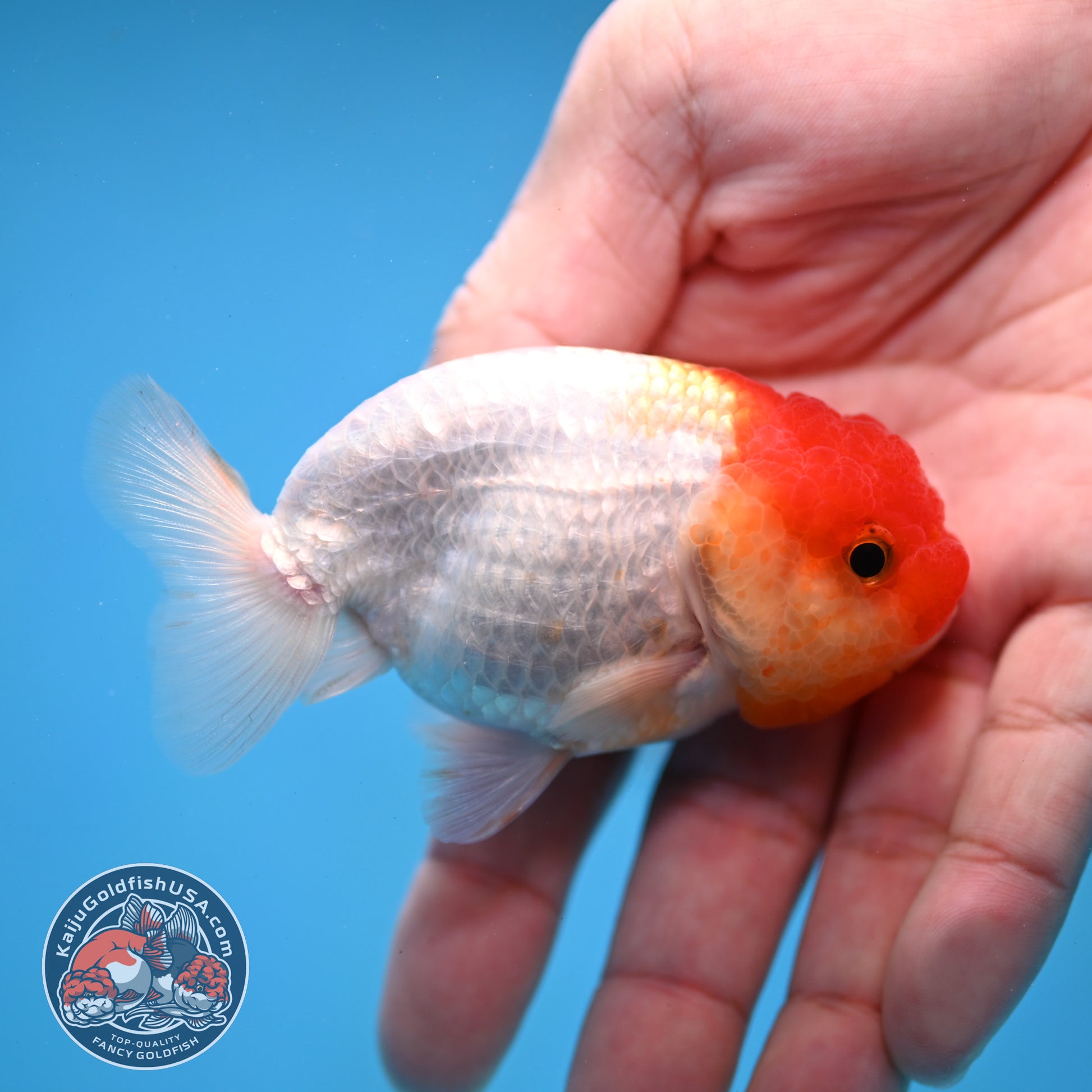 Juvenile Red White Ranchu 3 inch Body (260109_RC09)
