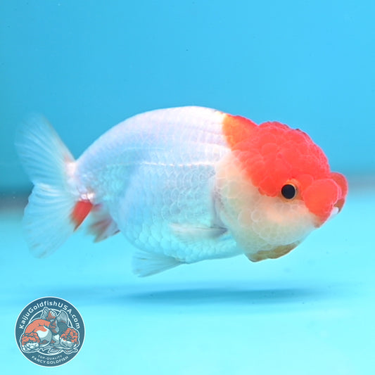 Juvenile Red White Ranchu 3 inch Body (260109_RC10)