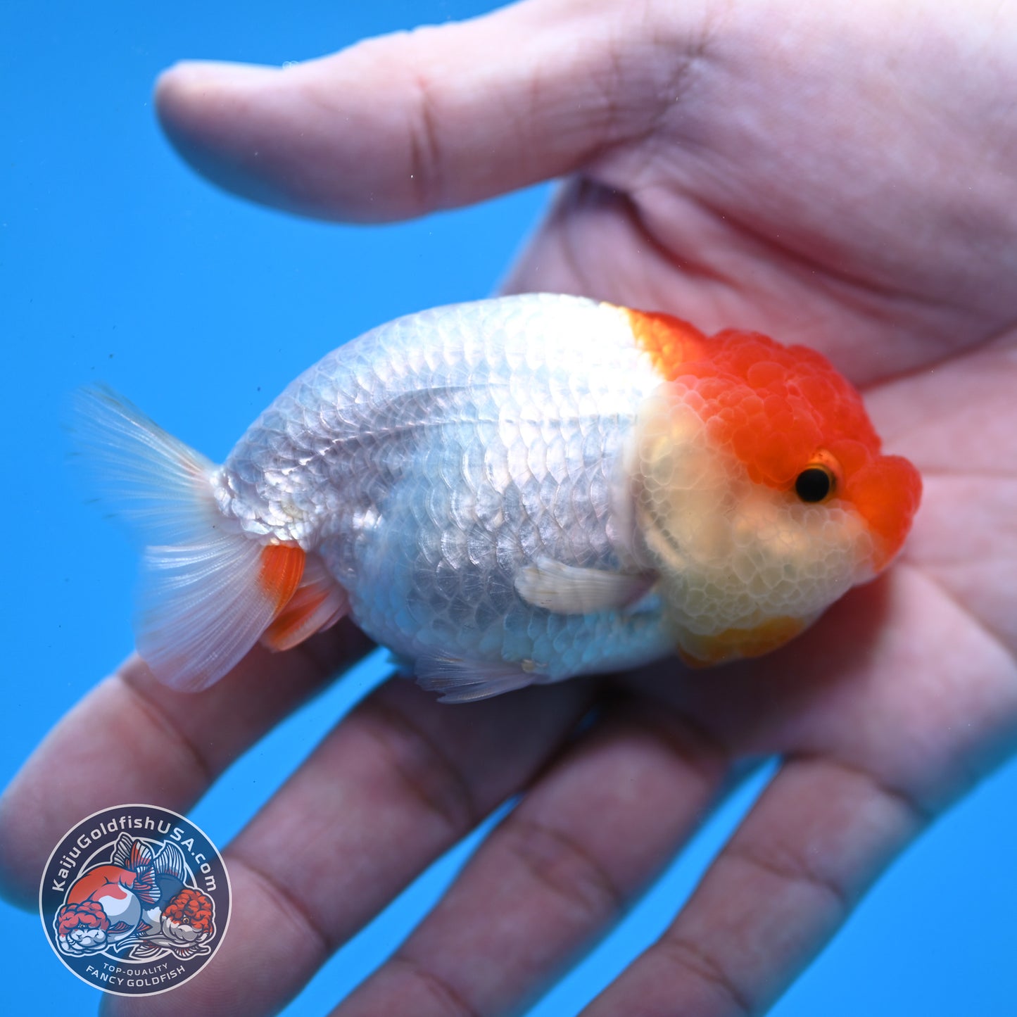 Juvenile Red White Ranchu 3 inch Body (260109_RC10)