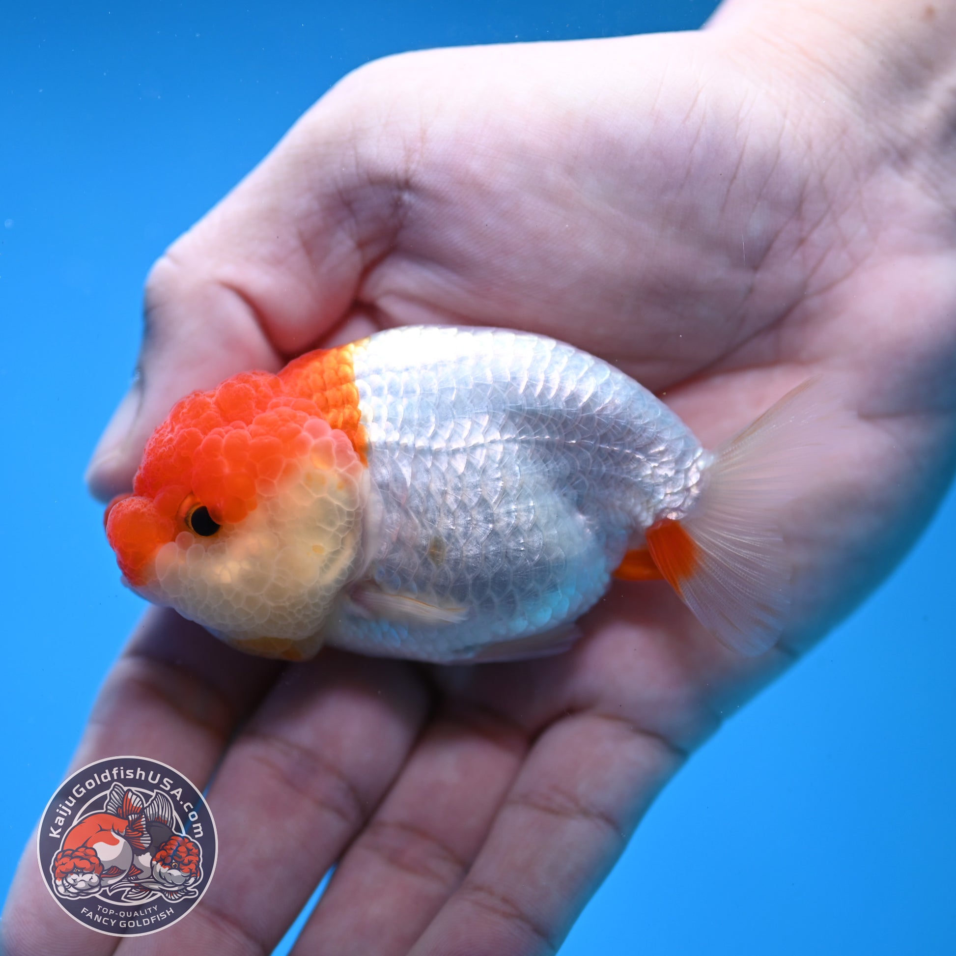 Juvenile Red White Ranchu 3 inch Body (260109_RC10)