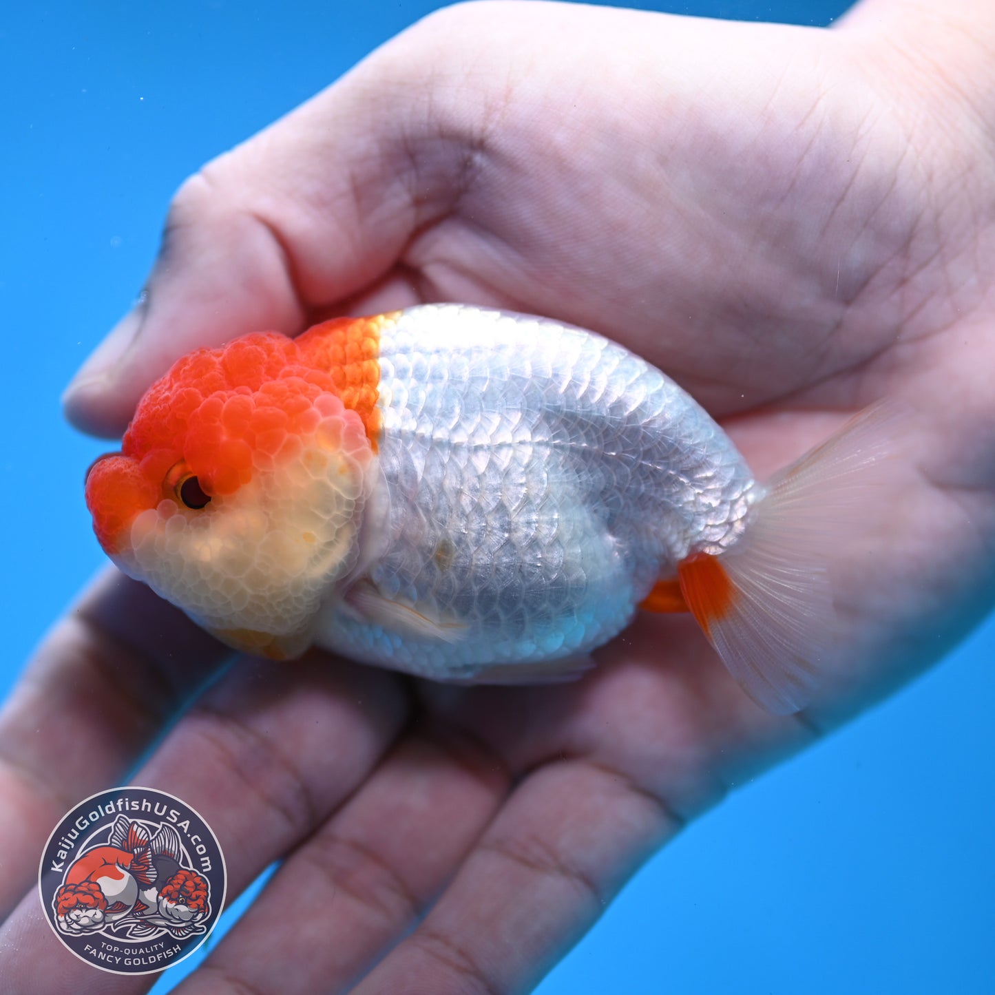 Juvenile Red White Ranchu 3 inch Body (260109_RC10)