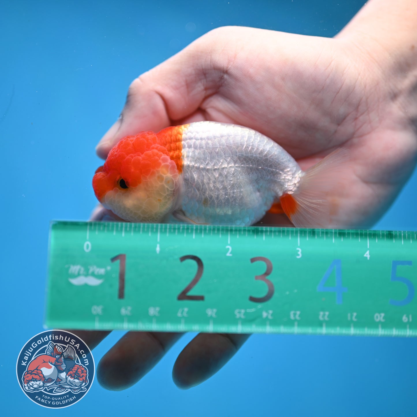 Juvenile Red White Ranchu 3 inch Body (260109_RC10)