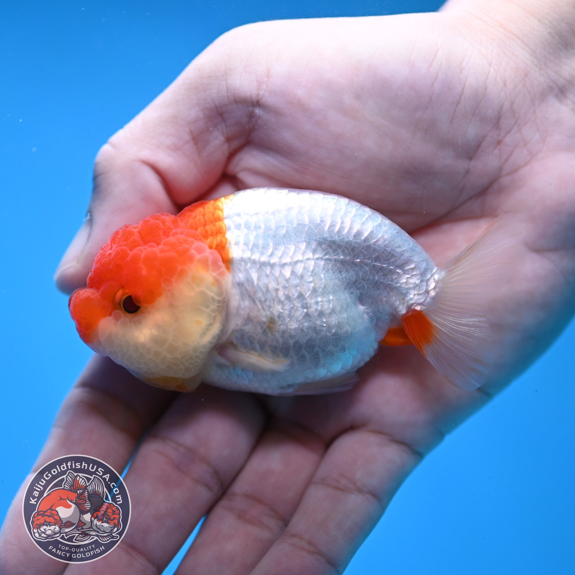 Juvenile Red White Ranchu 3 inch Body (260109_RC10)