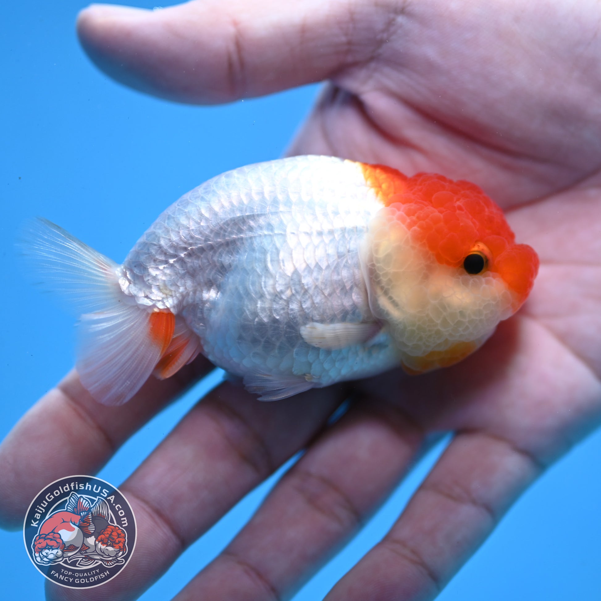 Juvenile Red White Ranchu 3 inch Body (260109_RC10)