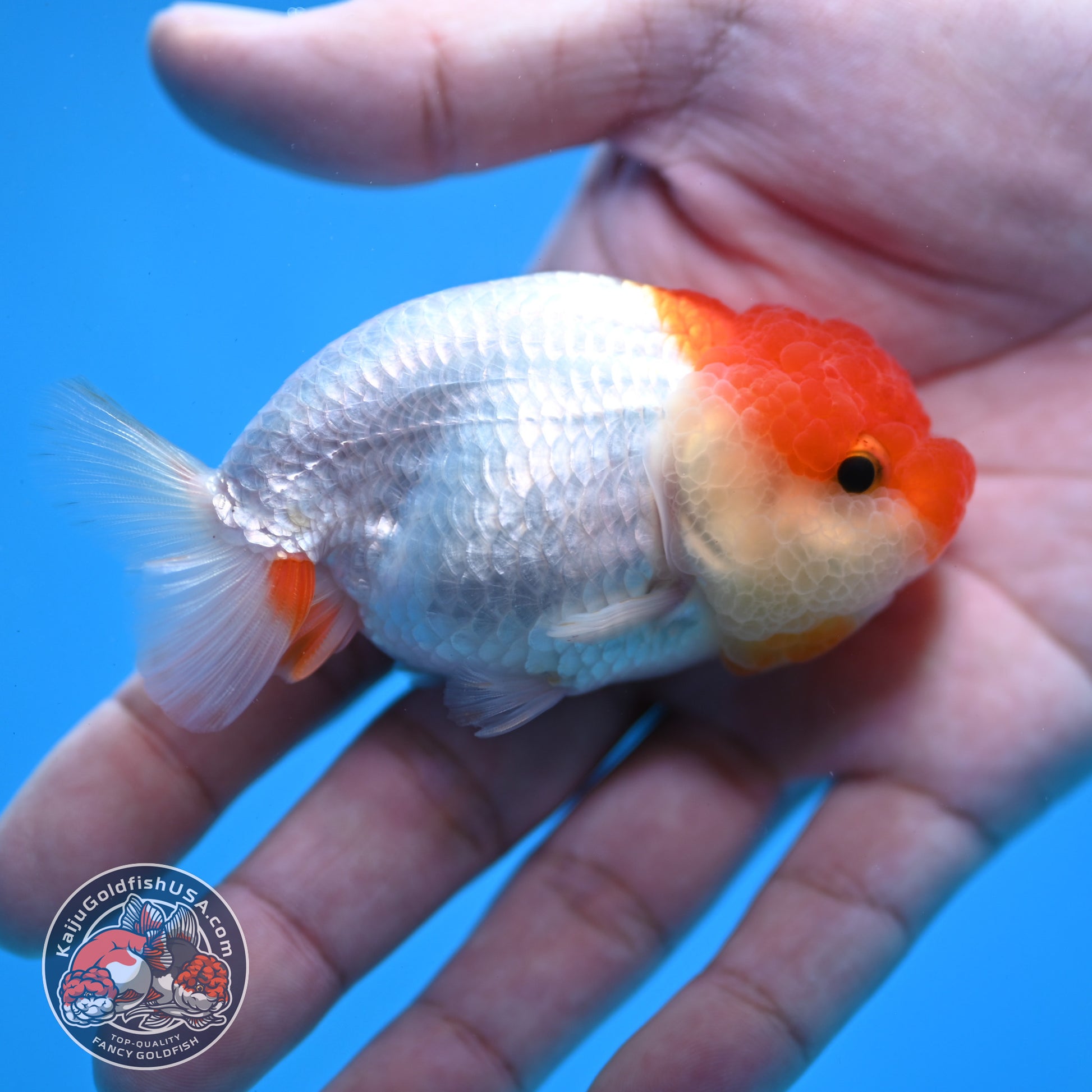Juvenile Red White Ranchu 3 inch Body (260109_RC10)