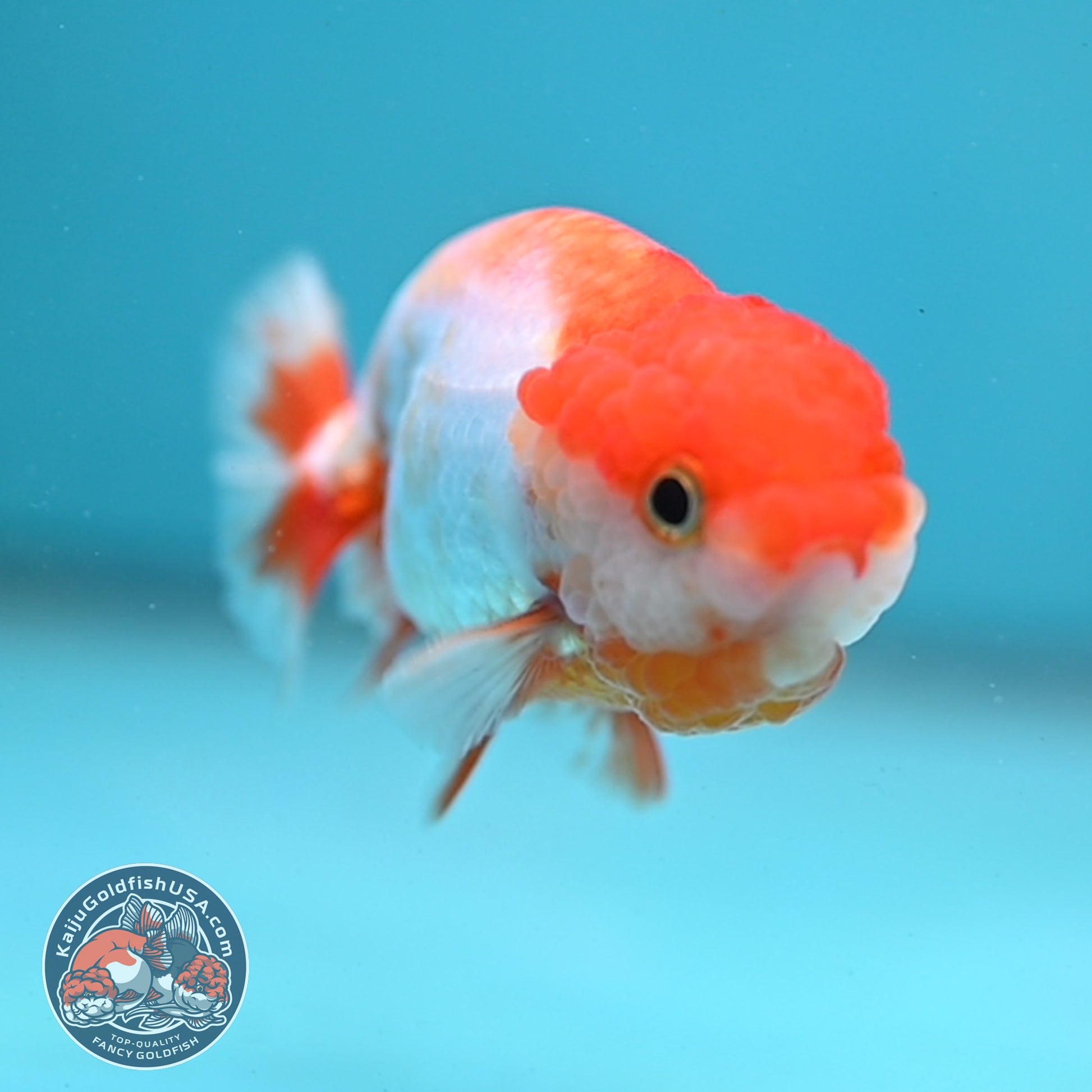 Juvenile Red White Ranchu 3 inch Body (260130_RC01)