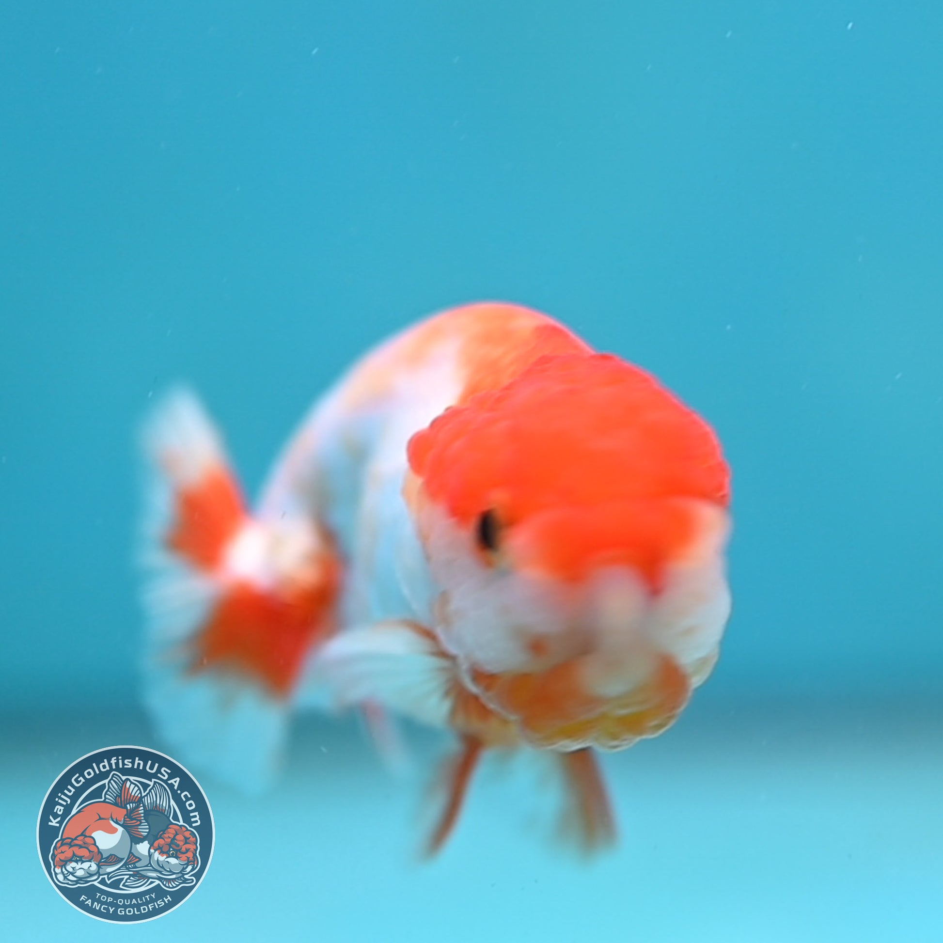 Juvenile Red White Ranchu 3 inch Body (260130_RC01)