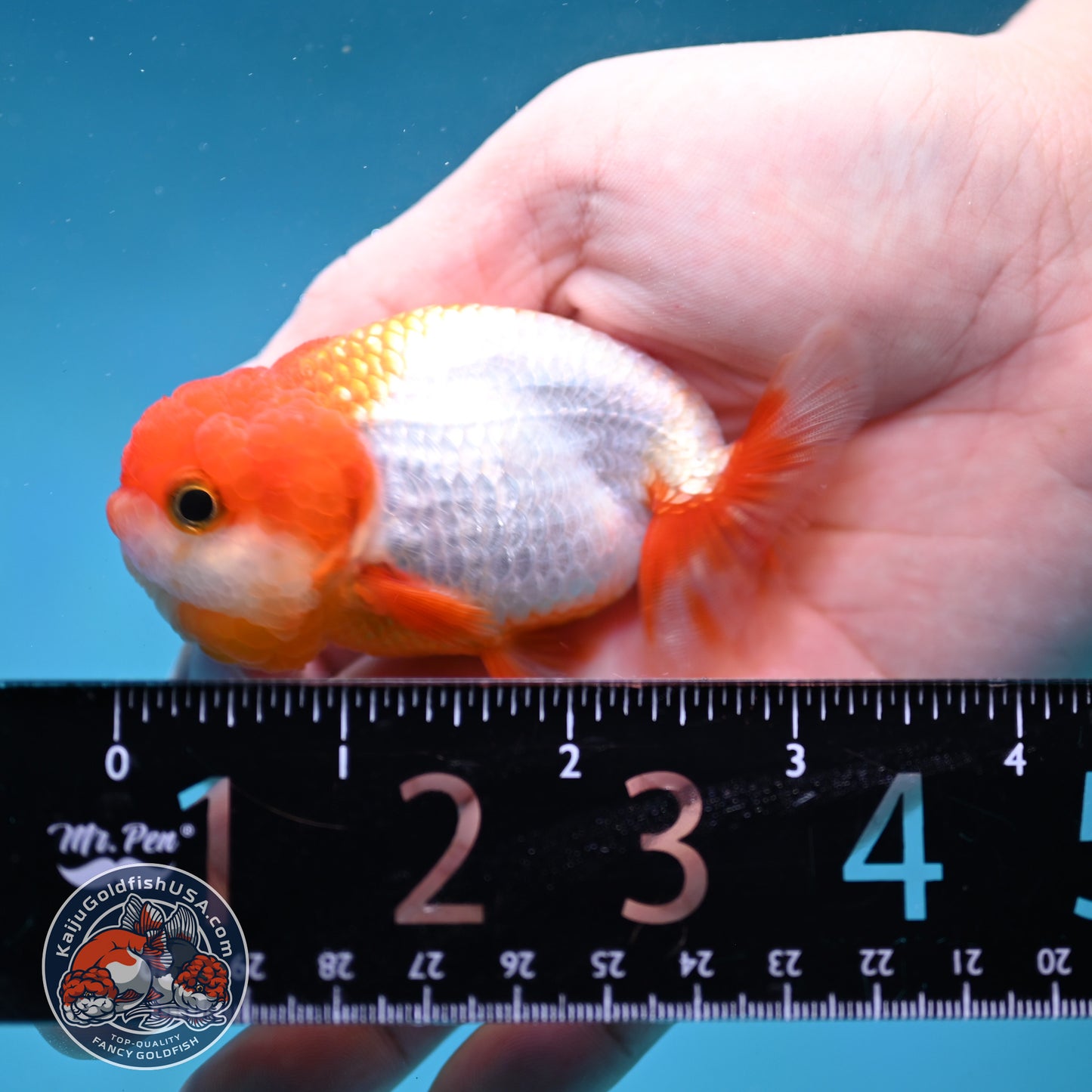 Juvenile Red White Ranchu 3 inch Body (260130_RC01)