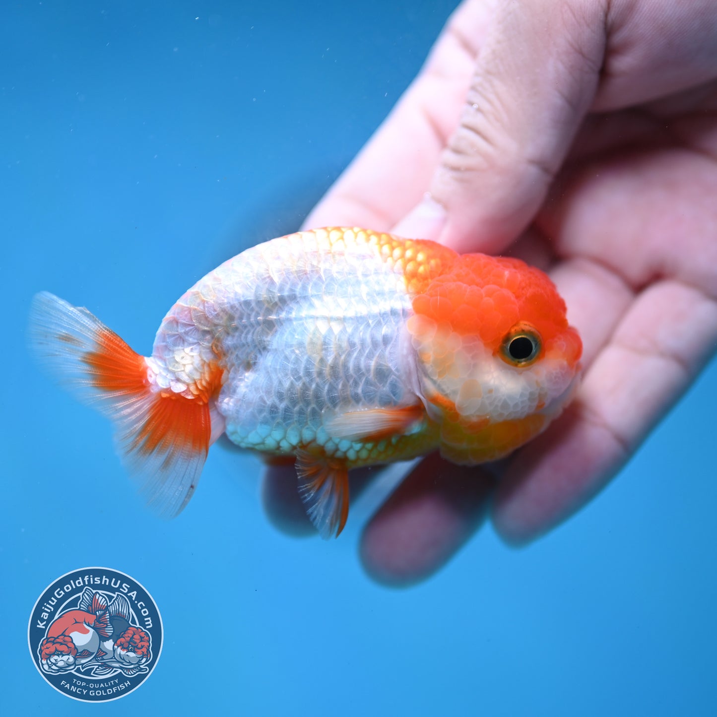 Juvenile Red White Ranchu 3 inch Body (260130_RC01)