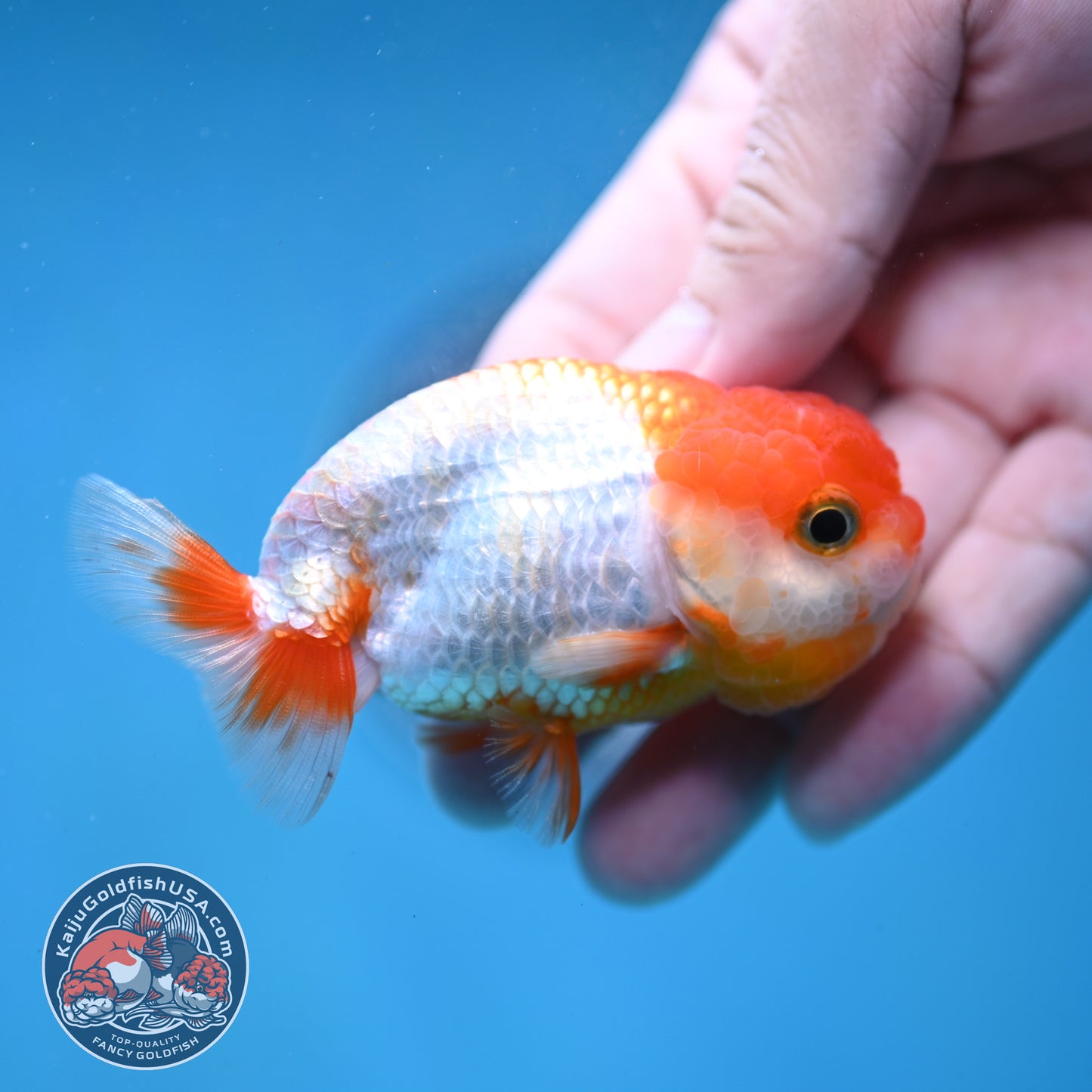 Juvenile Red White Ranchu 3 inch Body (260130_RC01)