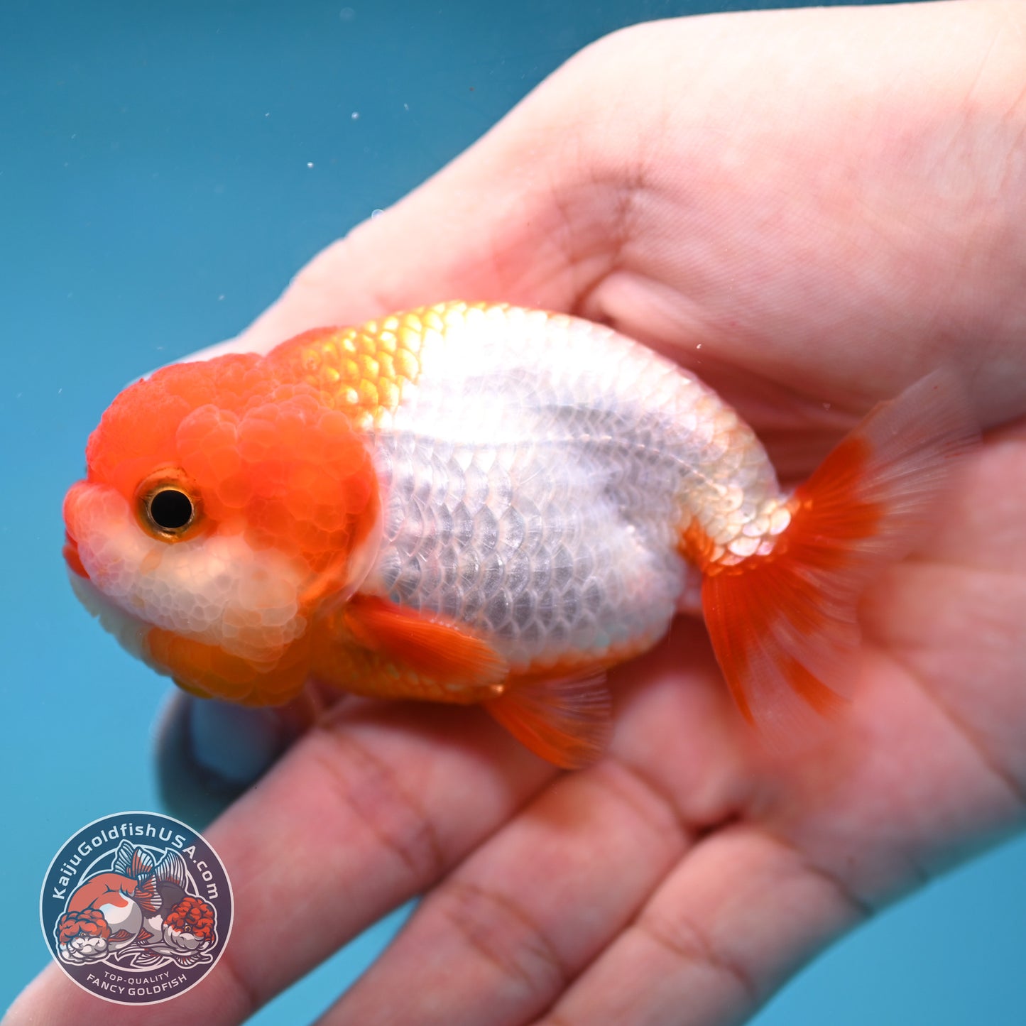 Juvenile Red White Ranchu 3 inch Body (260130_RC01)