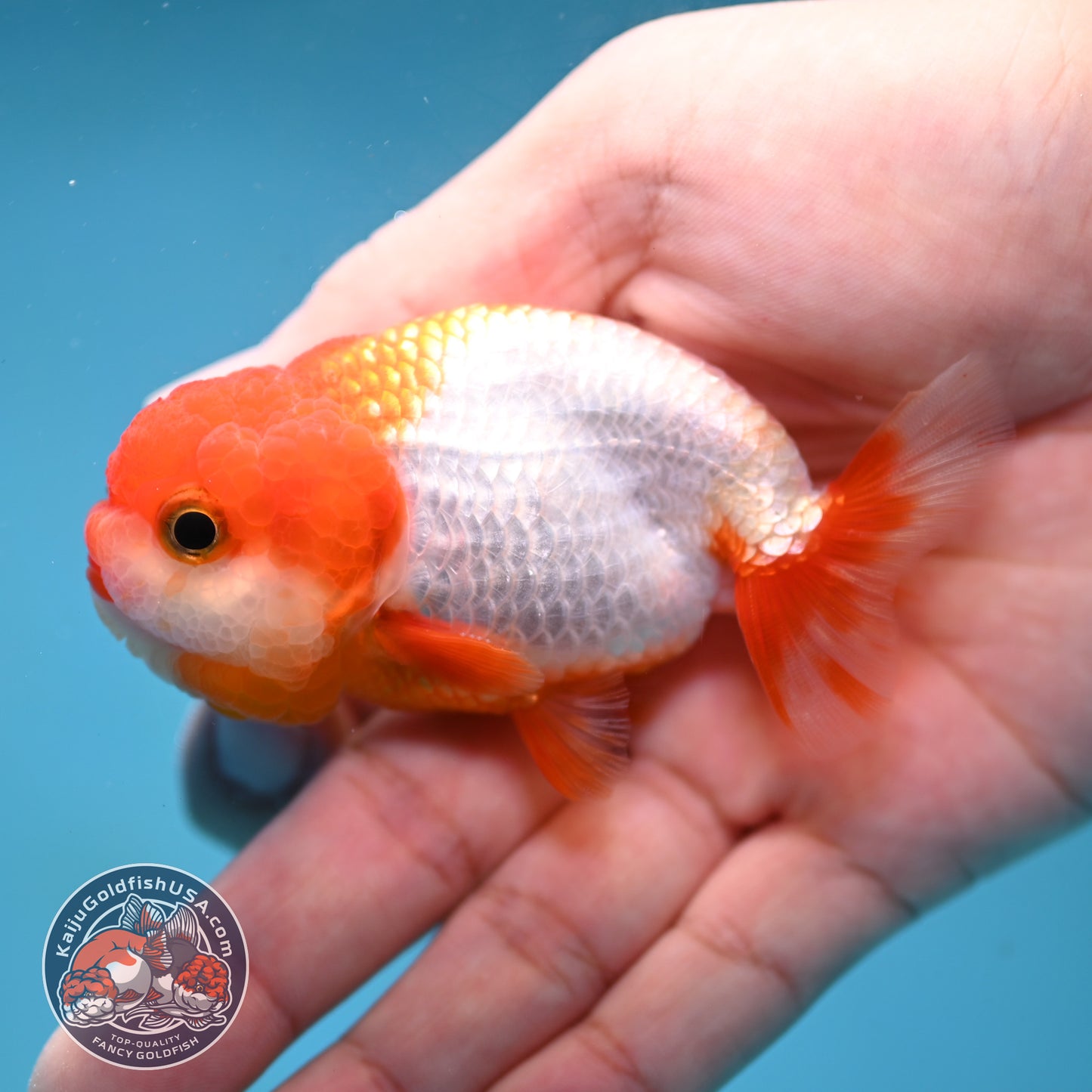 Juvenile Red White Ranchu 3 inch Body (260130_RC01)