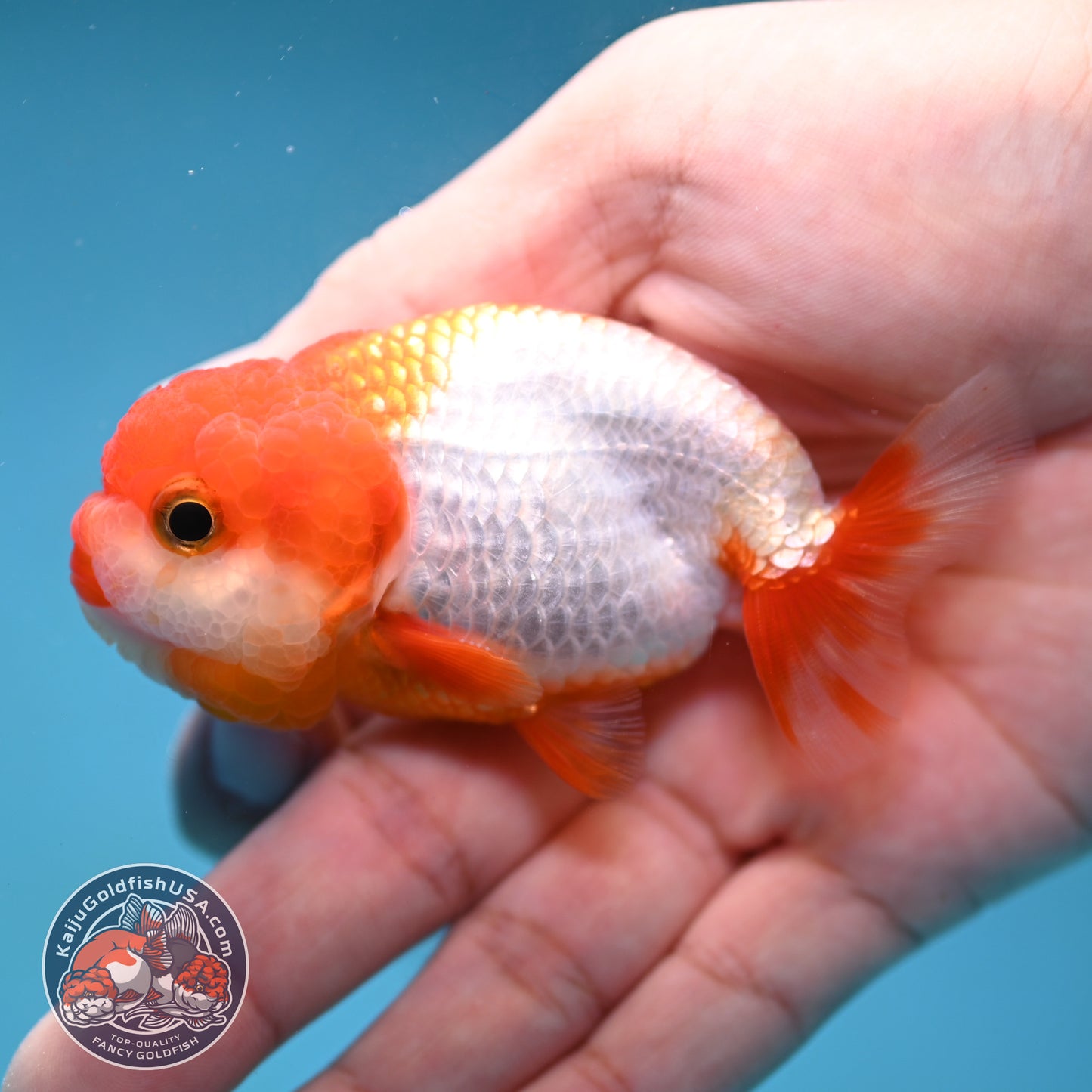 Juvenile Red White Ranchu 3 inch Body (260130_RC01)