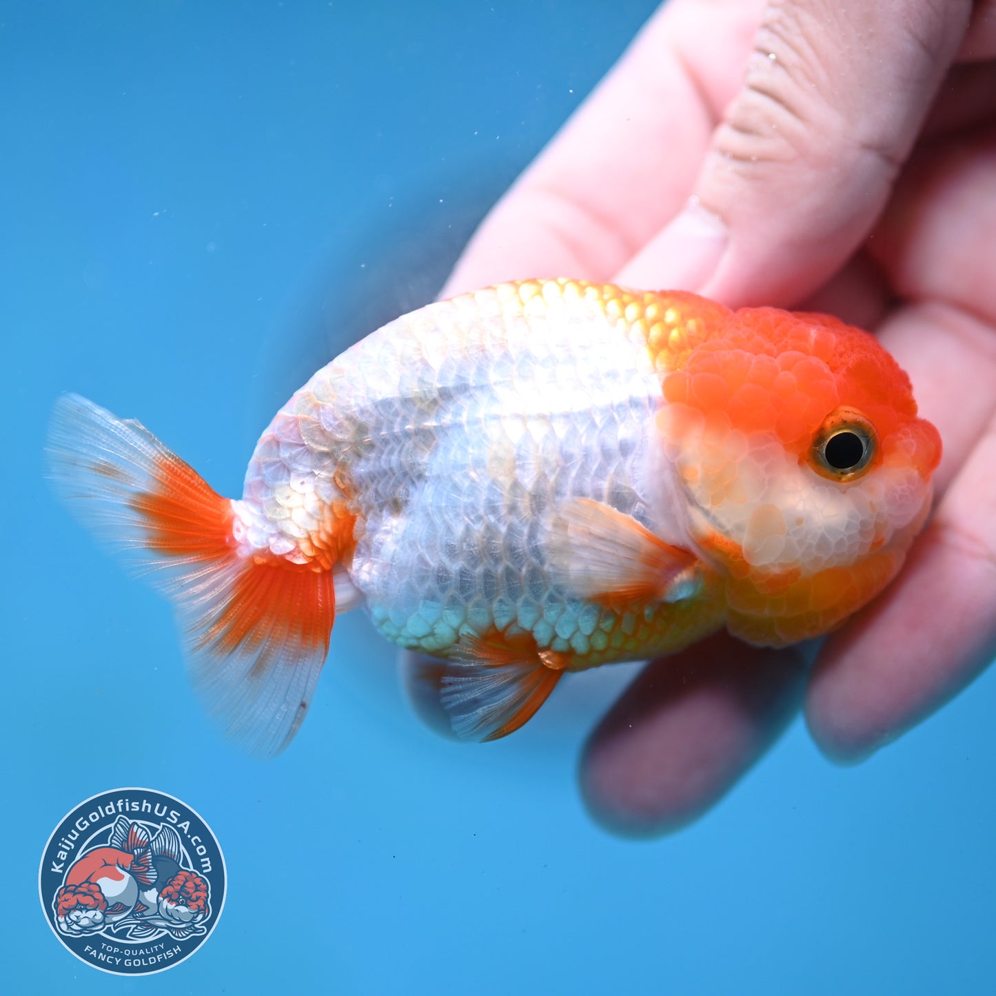 Juvenile Red White Ranchu 3 inch Body (260130_RC01)