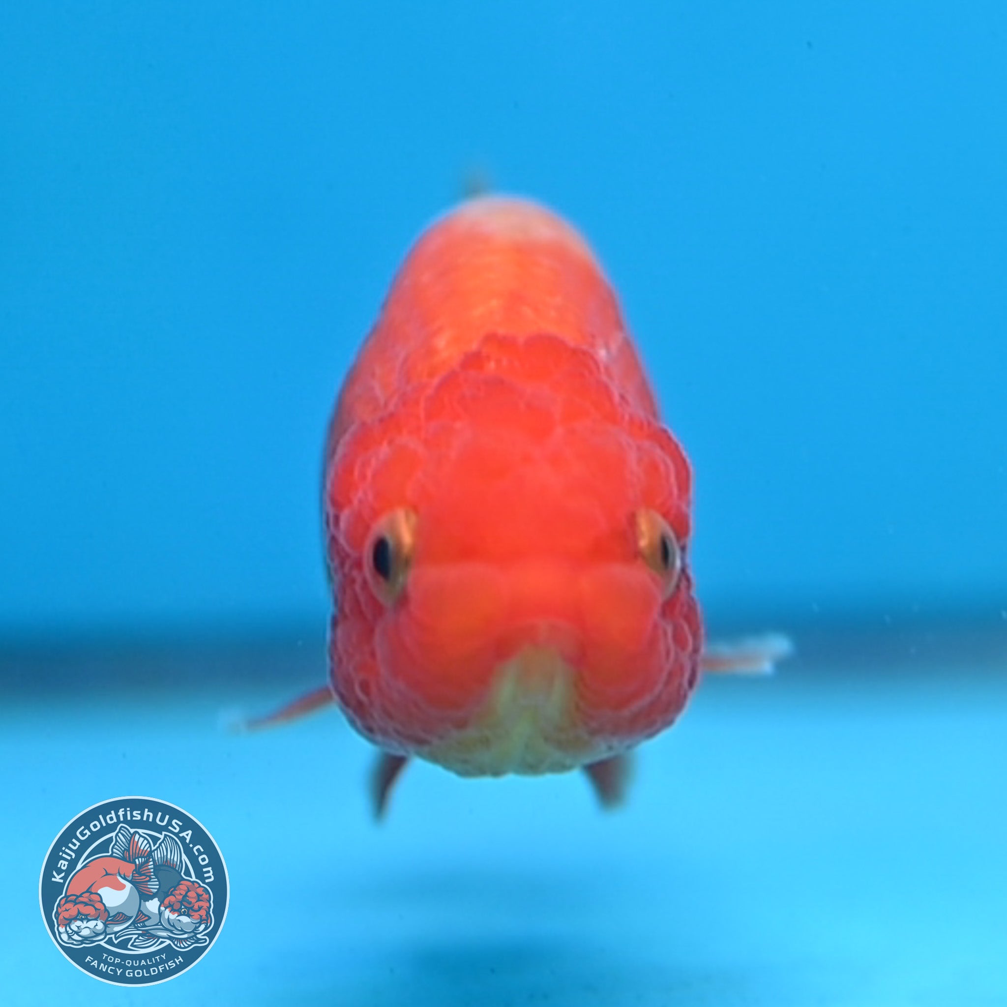 Juvenile Red White Ranchu 3 inch Body (260130_RC02) – Kaiju Goldfish USA