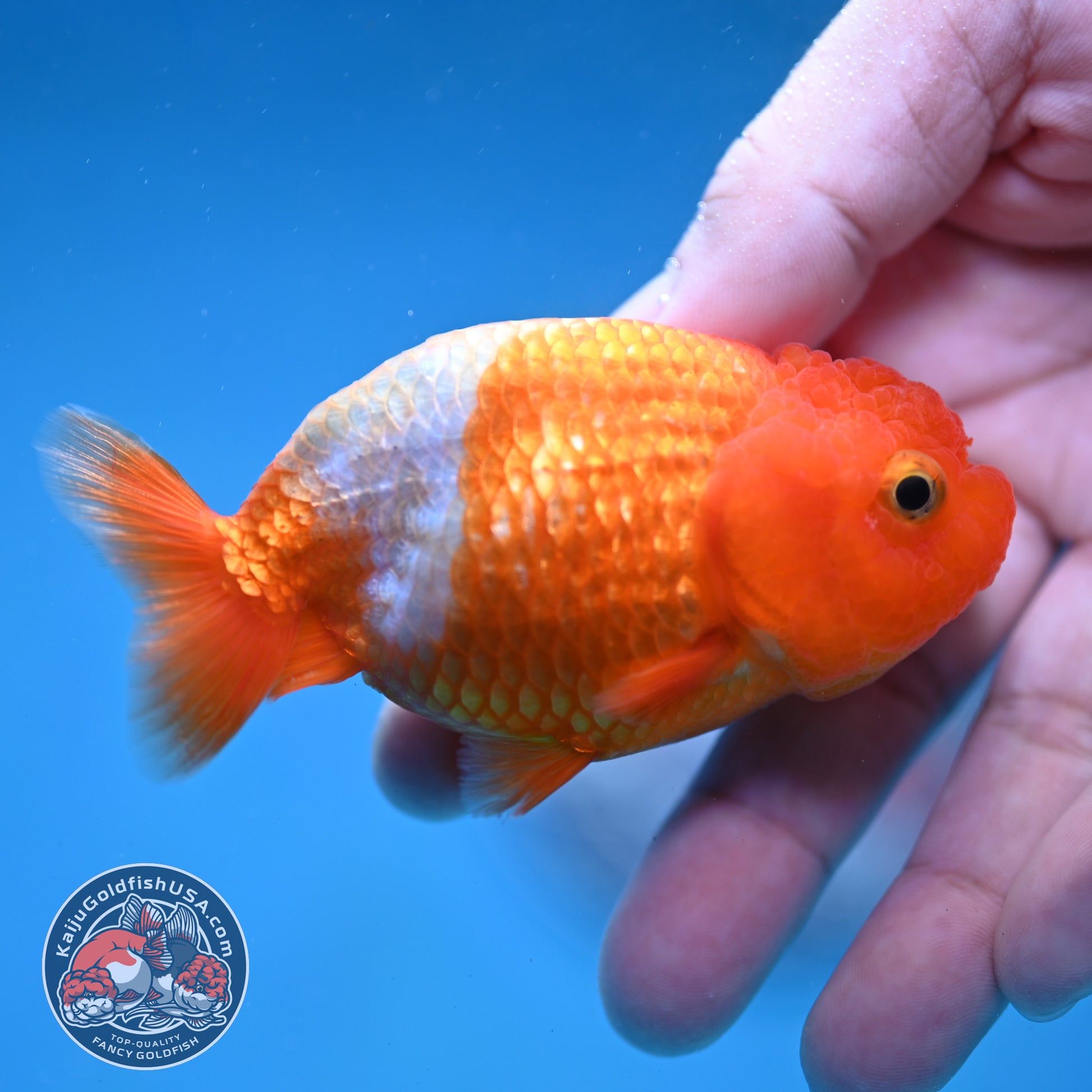 Juvenile Red White Ranchu 3 inch Body (260130_RC02)