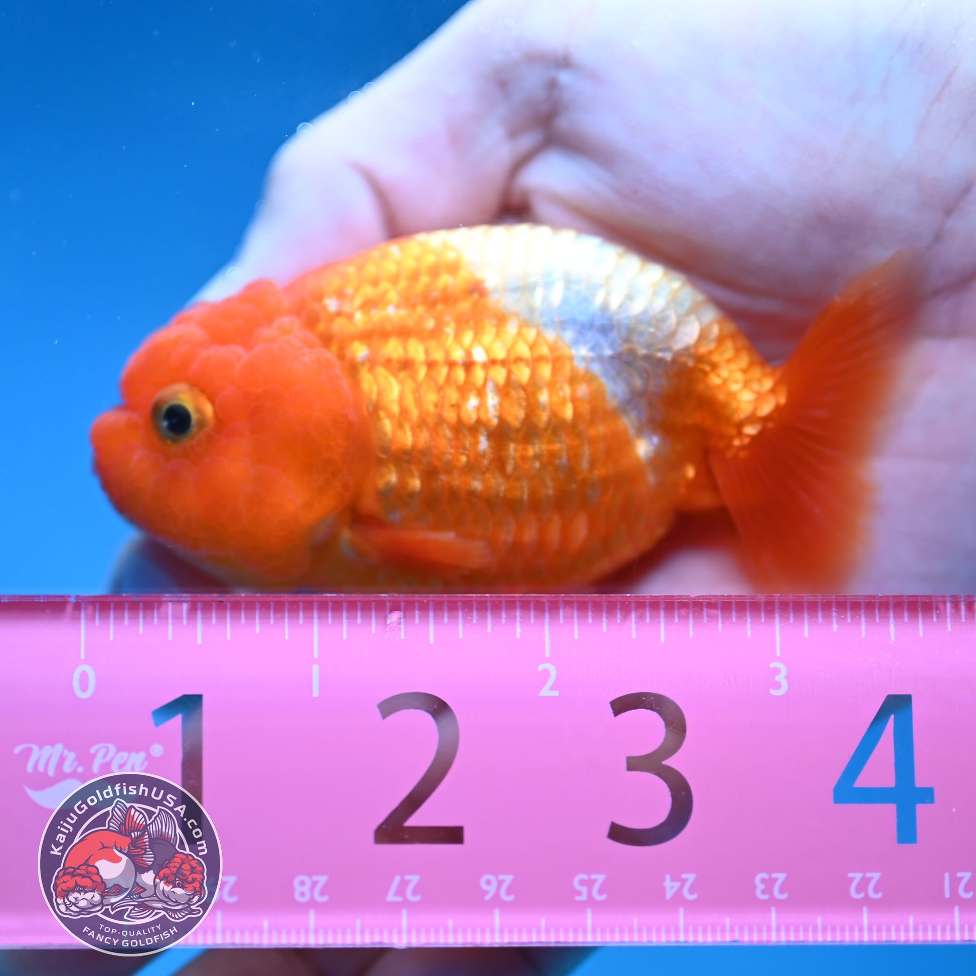 Juvenile Red White Ranchu 3 inch Body (260130_RC02)