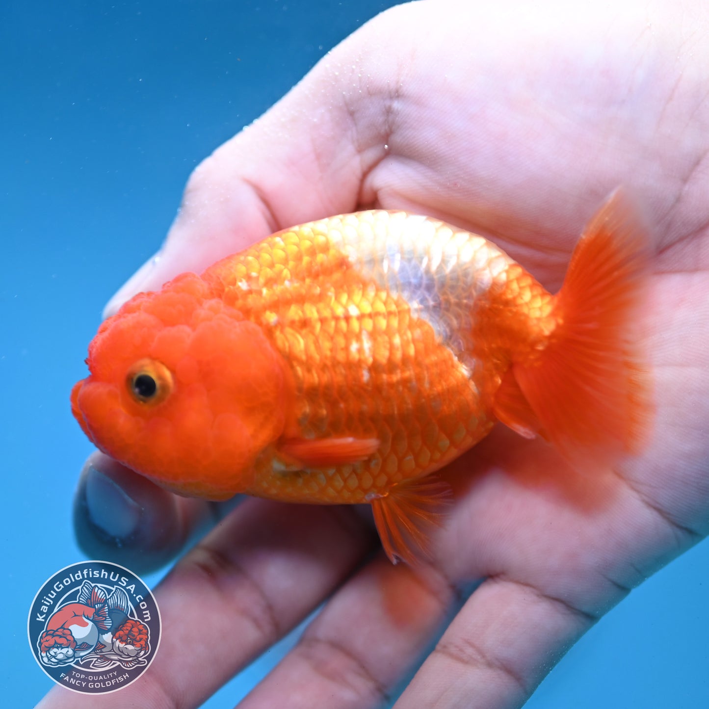Juvenile Red White Ranchu 3 inch Body (260130_RC02)