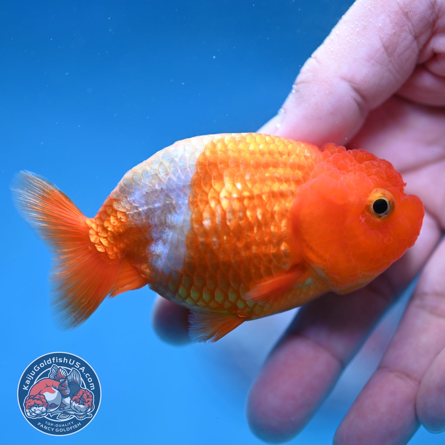 Juvenile Red White Ranchu 3 inch Body (260130_RC02)