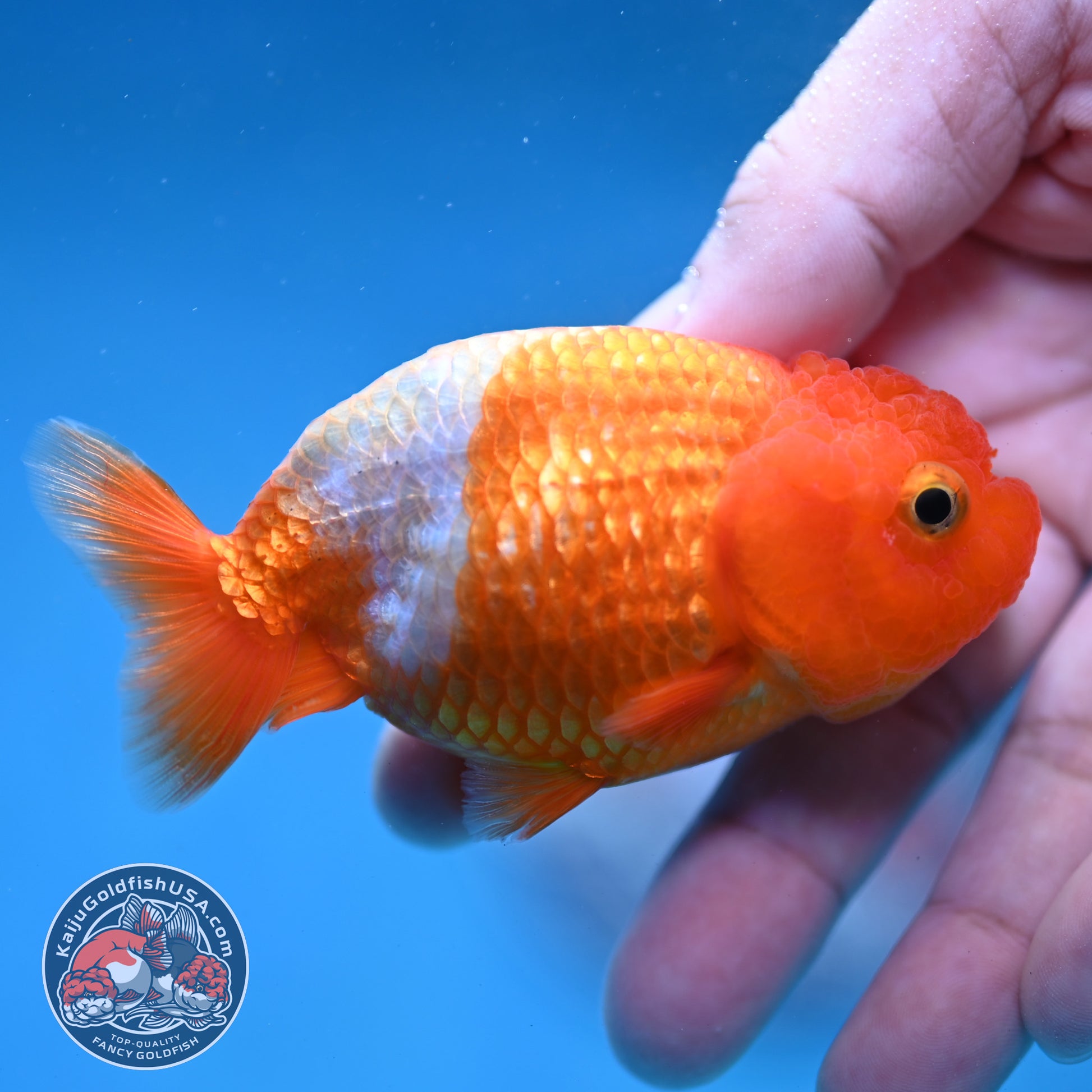 Juvenile Red White Ranchu 3 inch Body (260130_RC02)