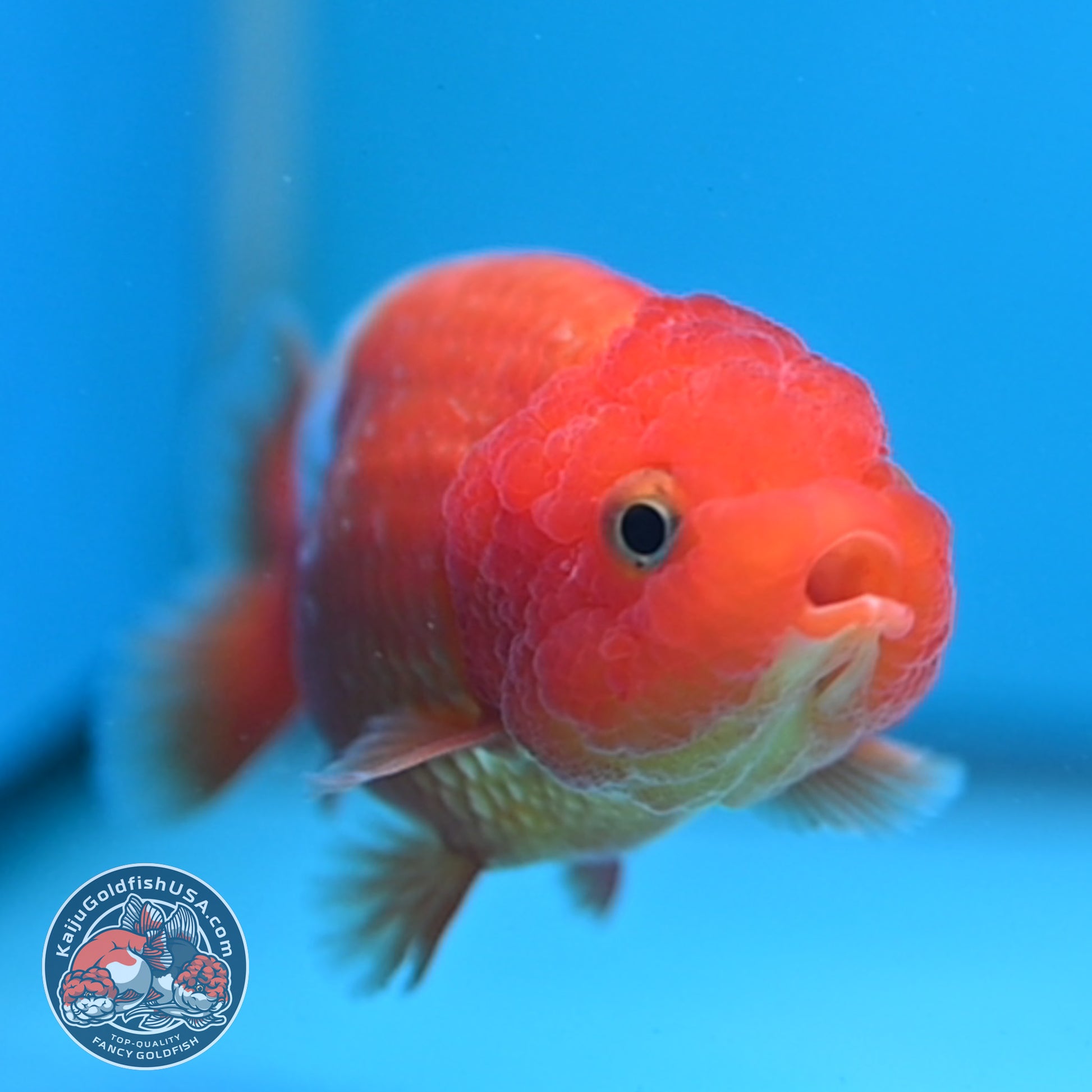 Juvenile Red White Ranchu 3 inch Body (260130_RC02)