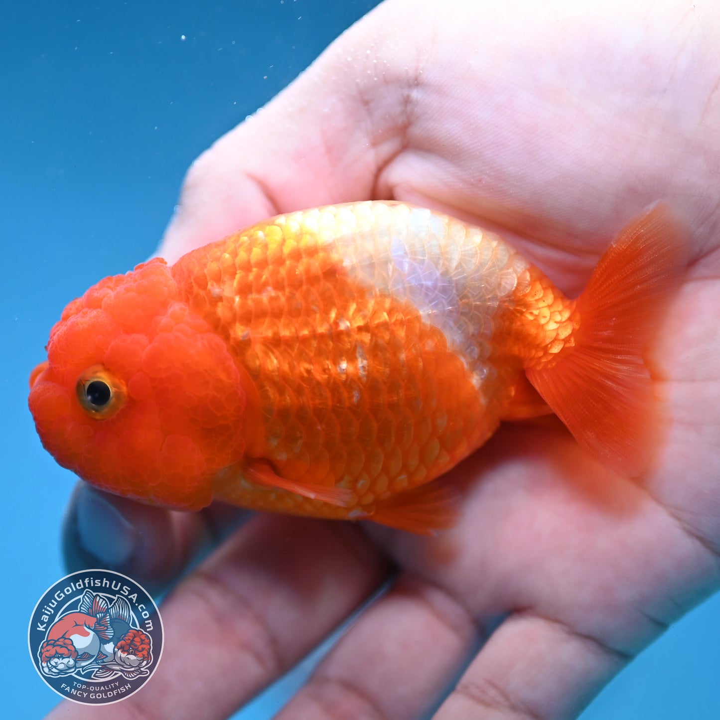 Juvenile Red White Ranchu 3 inch Body (260130_RC02)