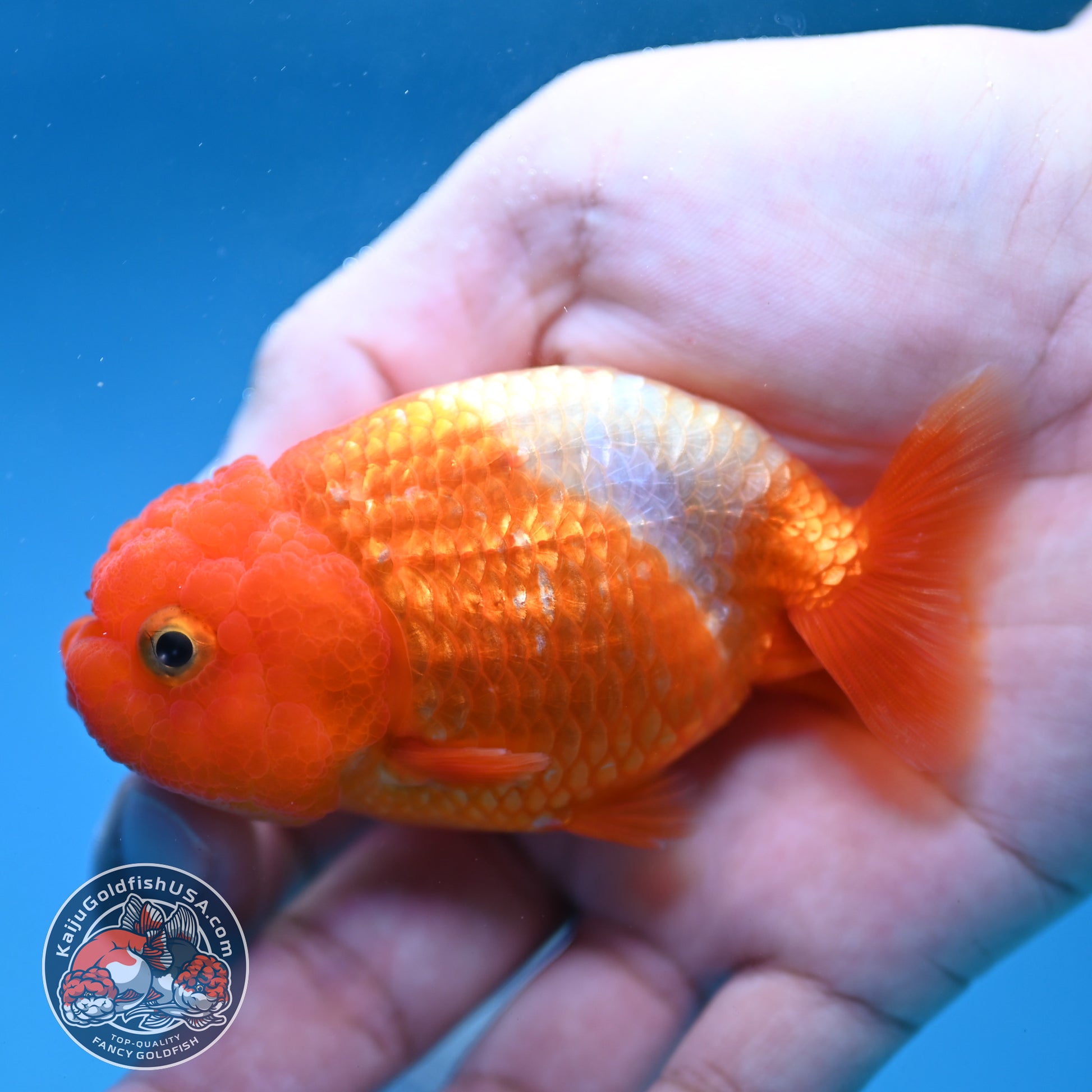 Juvenile Red White Ranchu 3 inch Body (260130_RC02)