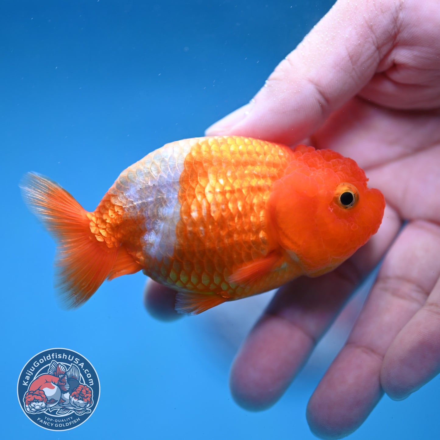 Juvenile Red White Ranchu 3 inch Body (260130_RC02)
