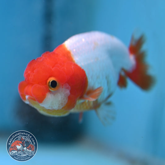 Juvenile Red White Ranchu 3 inch Body (260130_RC03)
