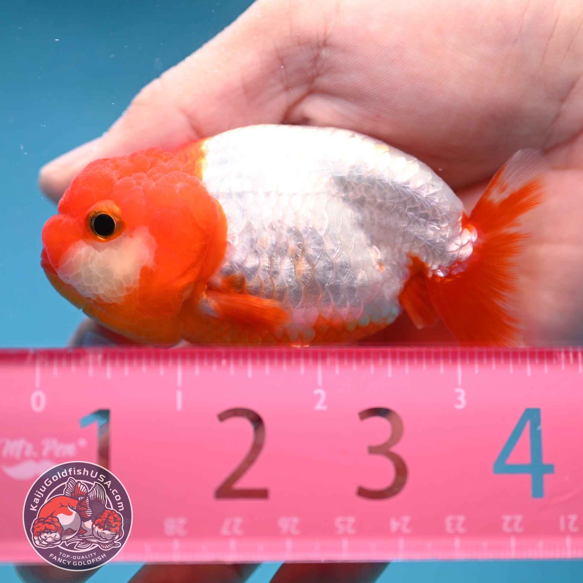 Juvenile Red White Ranchu 3 inch Body (260130_RC03)