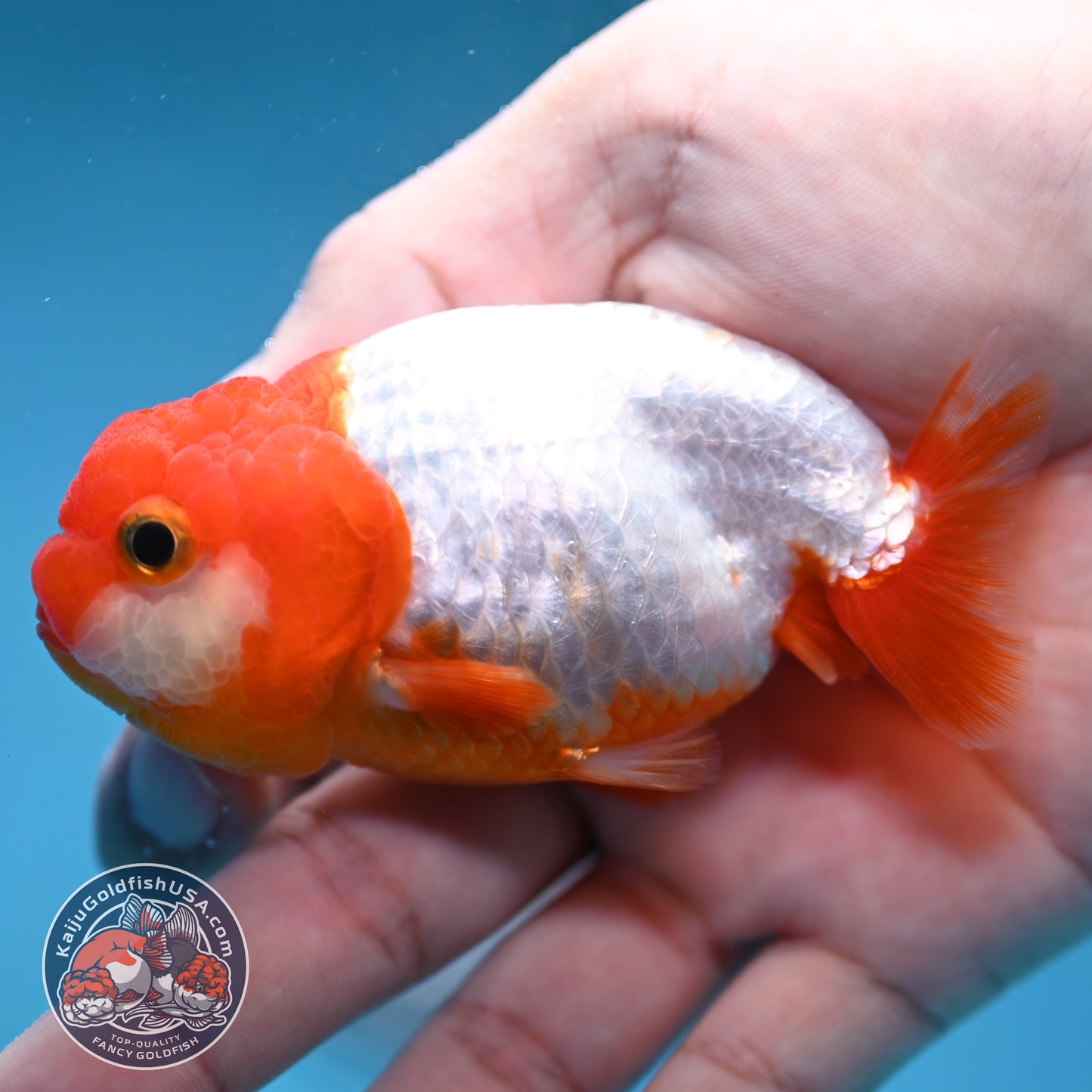 Juvenile Red White Ranchu 3 inch Body (260130_RC03)