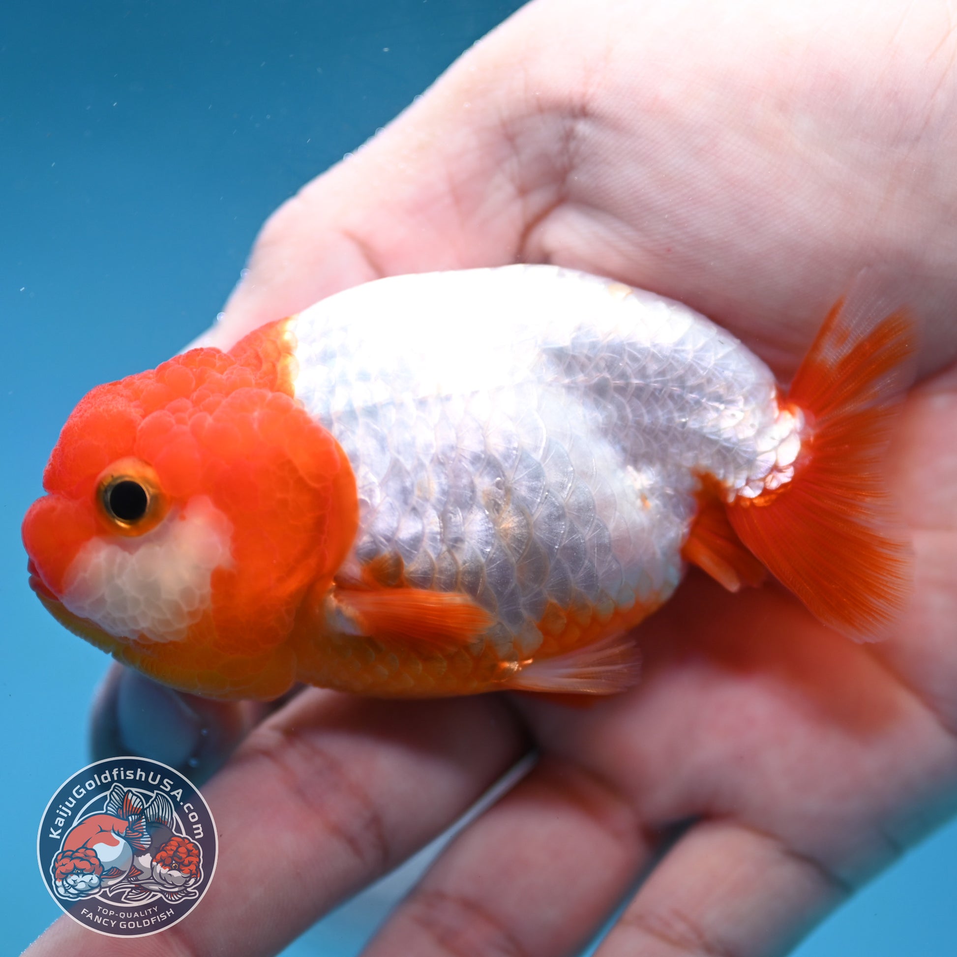 Juvenile Red White Ranchu 3 inch Body (260130_RC03)