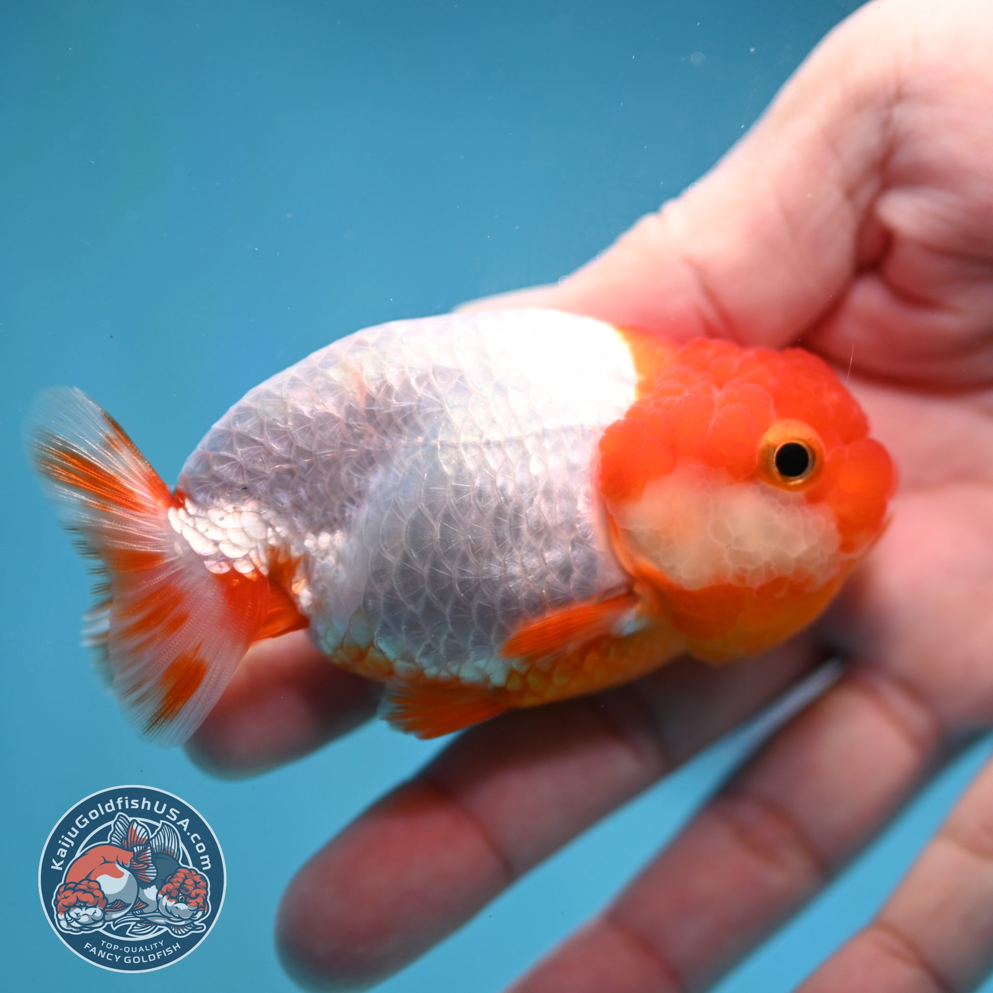 Juvenile Red White Ranchu 3 inch Body (260130_RC03)