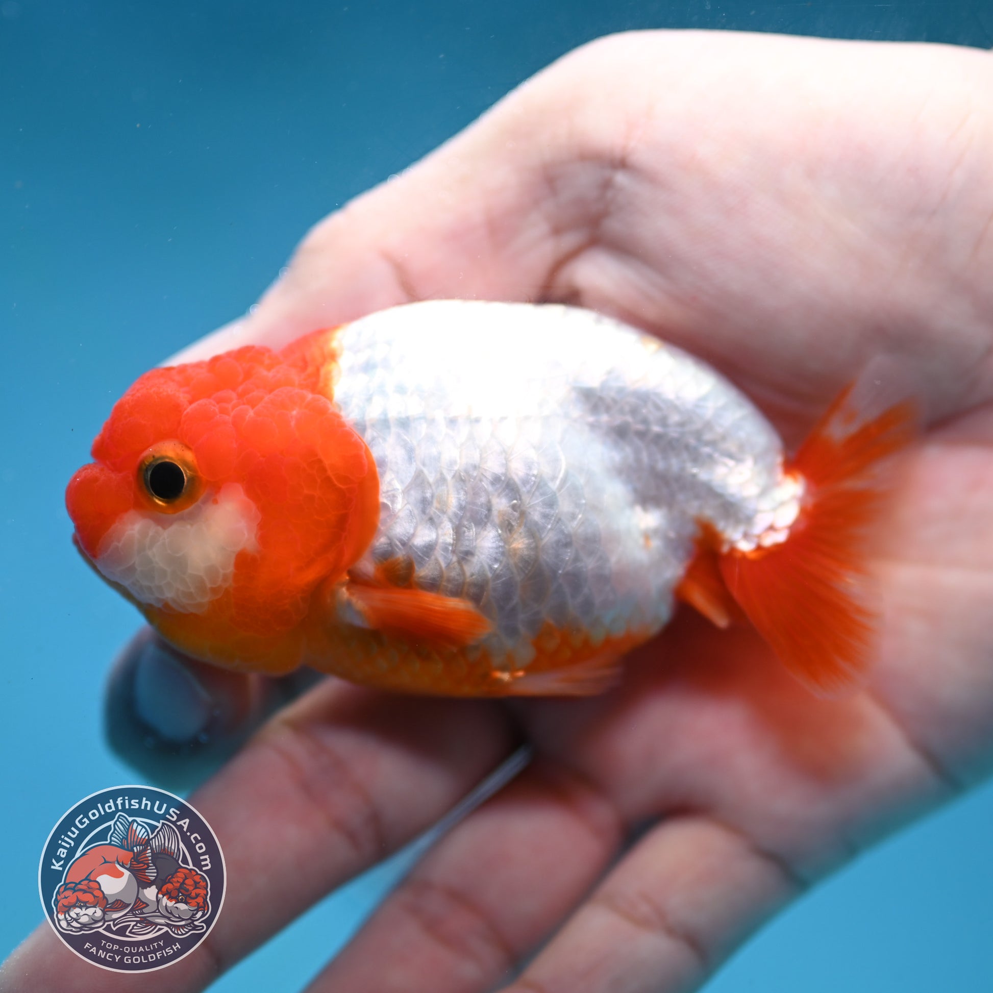 Juvenile Red White Ranchu 3 inch Body (260130_RC03)