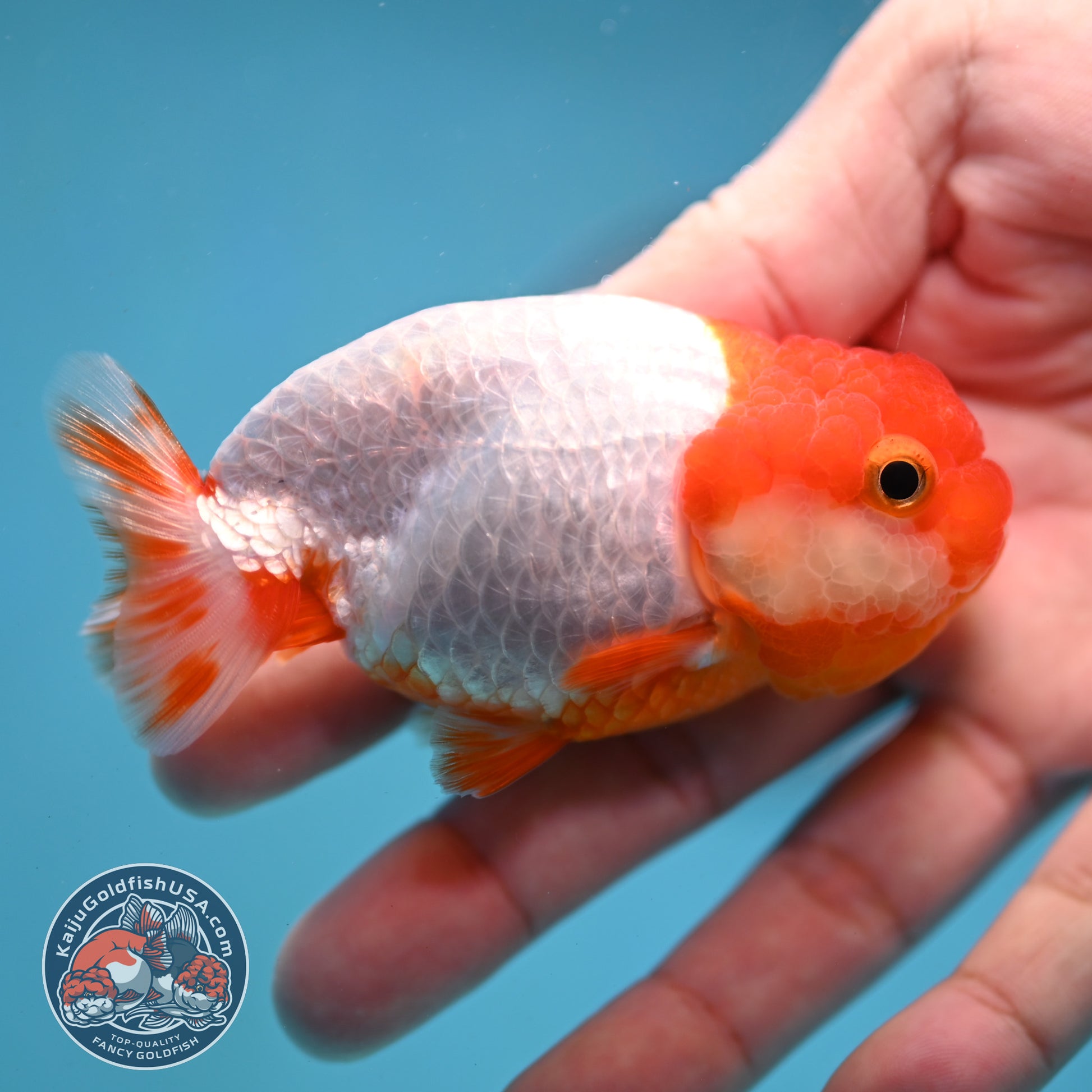 Juvenile Red White Ranchu 3 inch Body (260130_RC03)