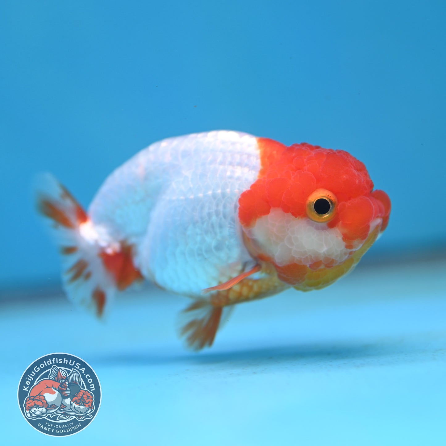 Juvenile Red White Ranchu 3 inch Body (260130_RC03)