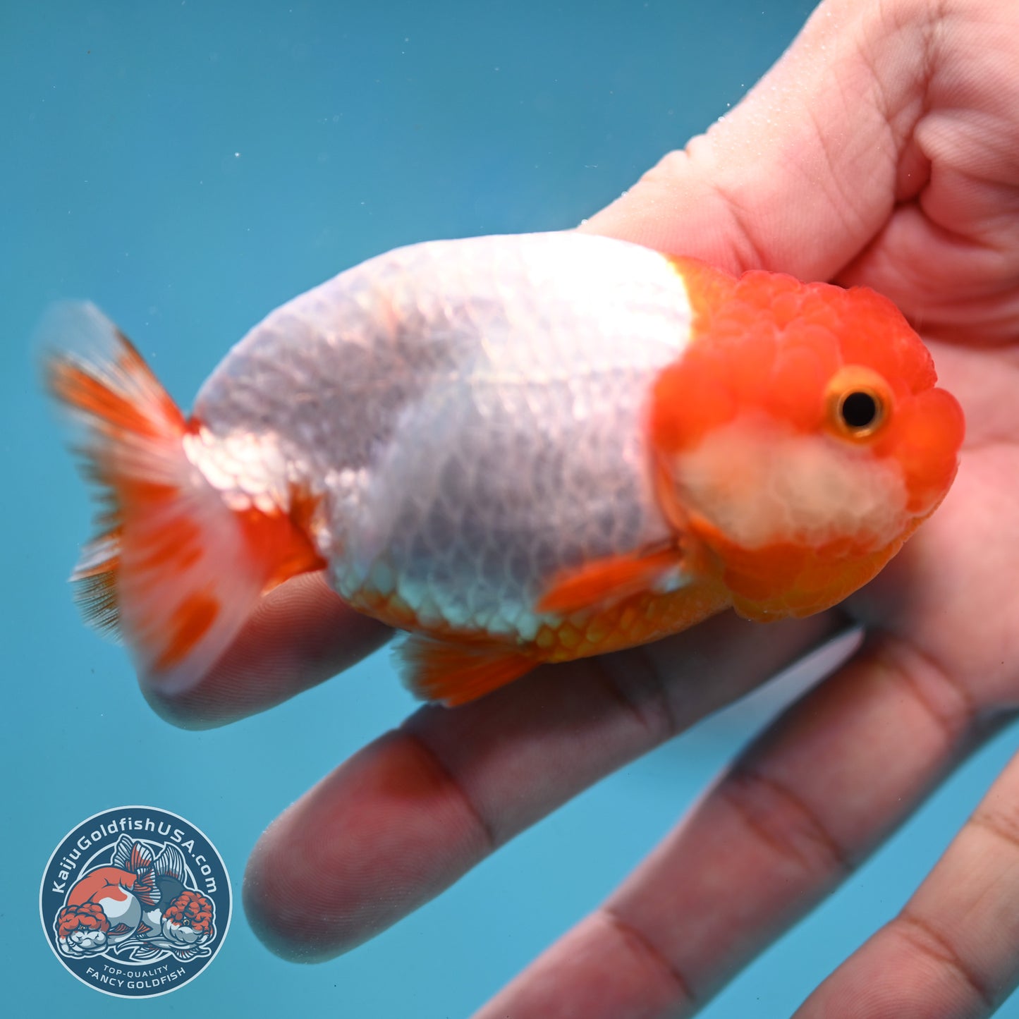 Juvenile Red White Ranchu 3 inch Body (260130_RC03)