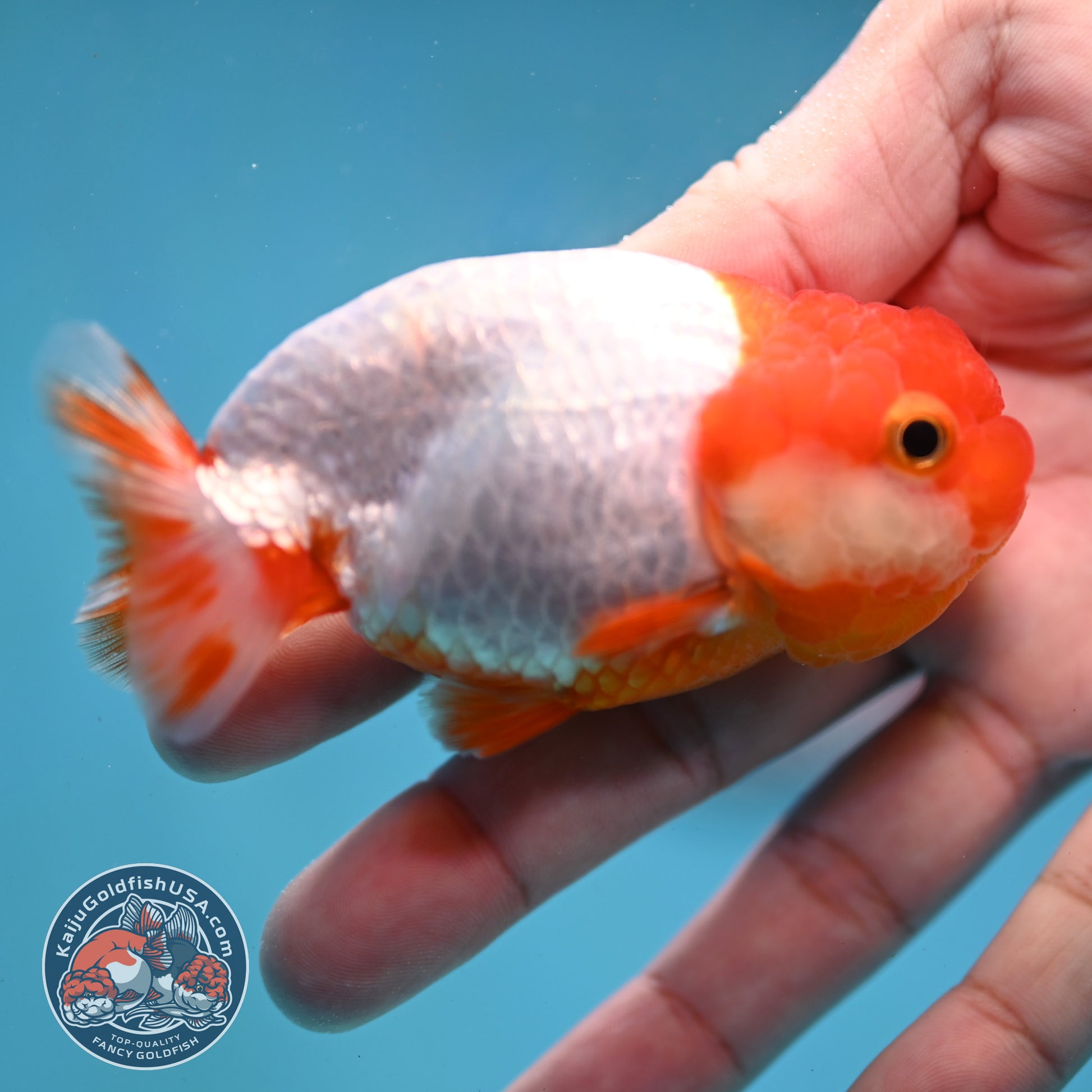 Juvenile Red White Ranchu 3 inch Body (260130_RC03)
