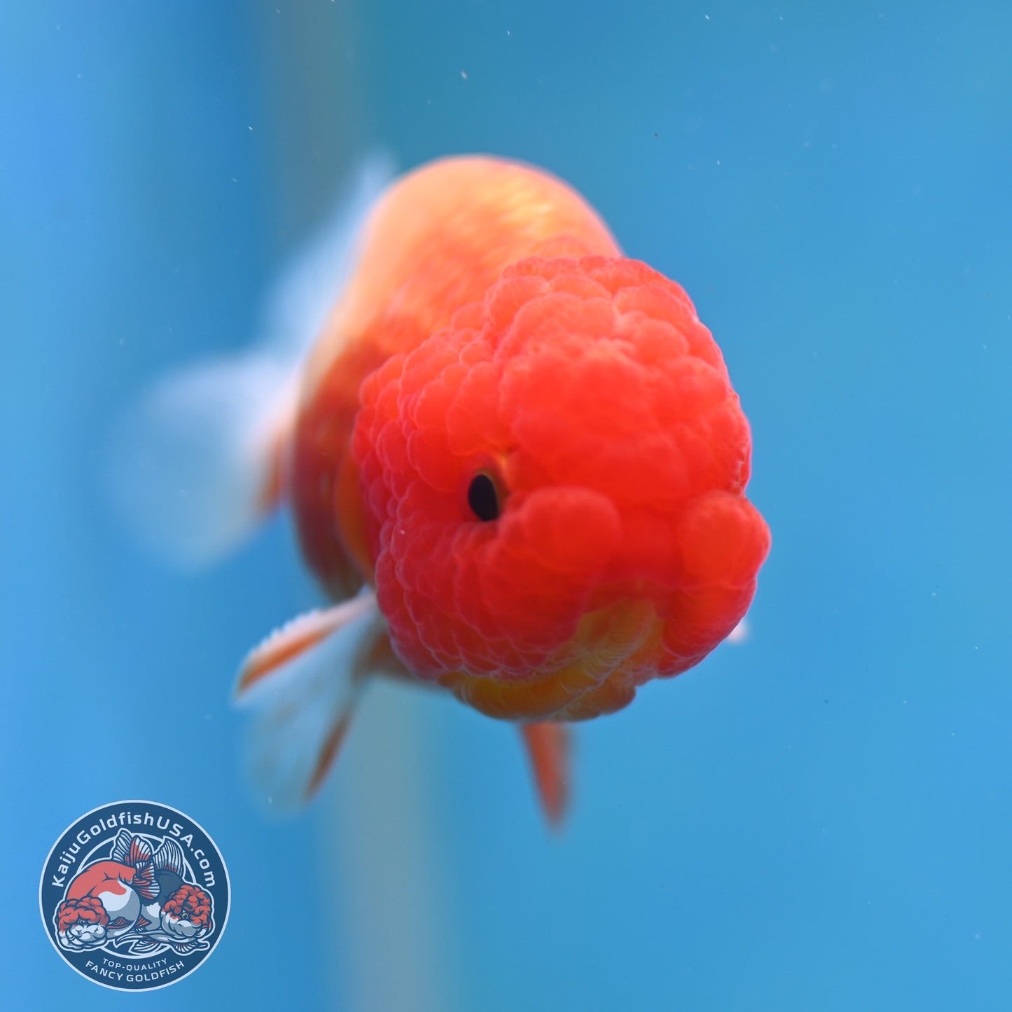 Juvenile Red White Ranchu 3 inch Body (260130_RC04)