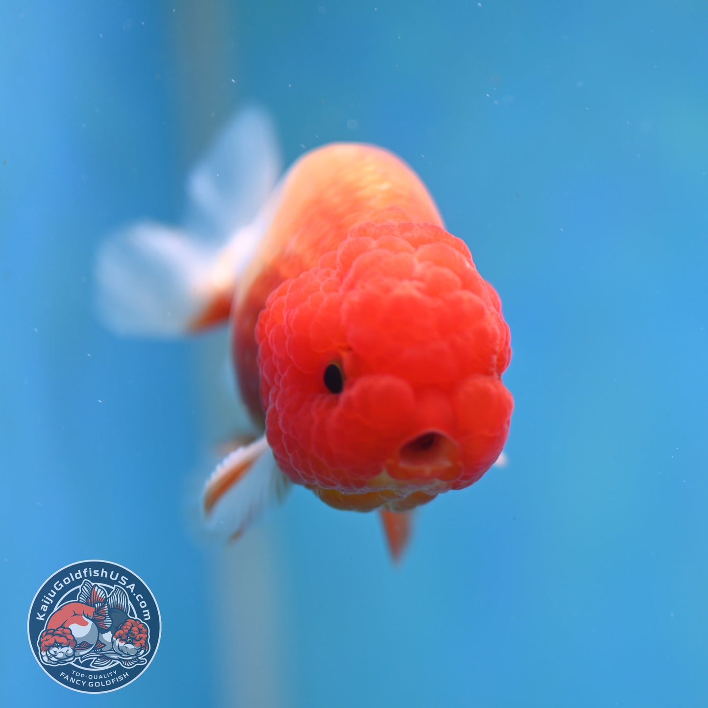 Juvenile Red White Ranchu 3 inch Body (260130_RC04)